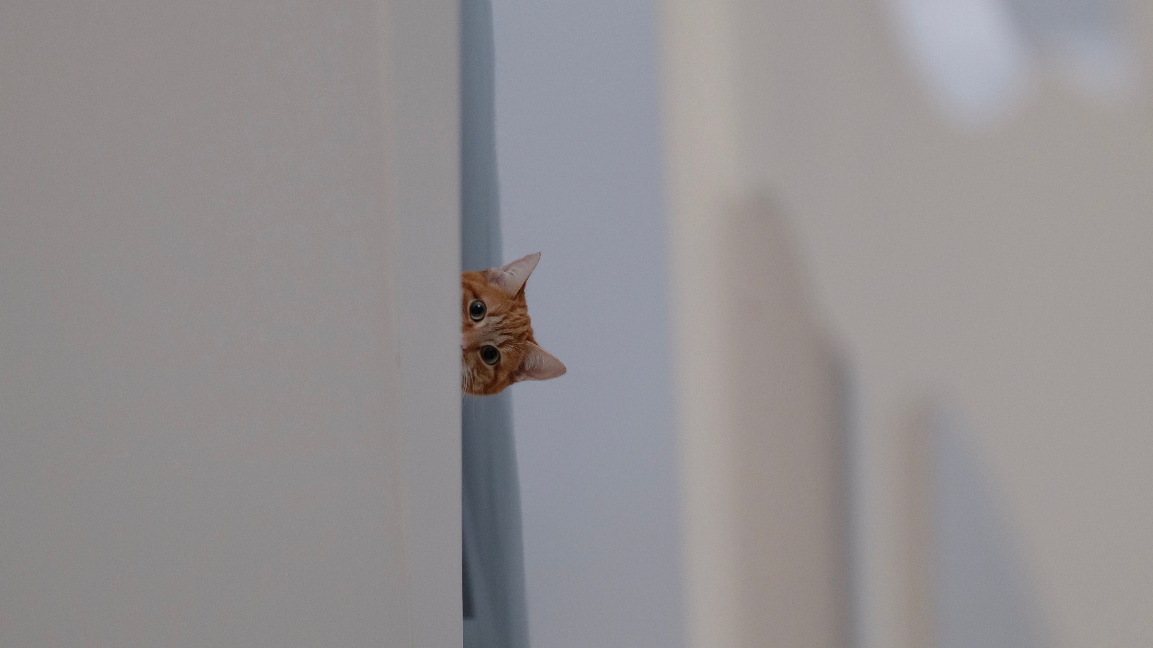 cat, peep, funny, pet, 4k, HD Wallpaper