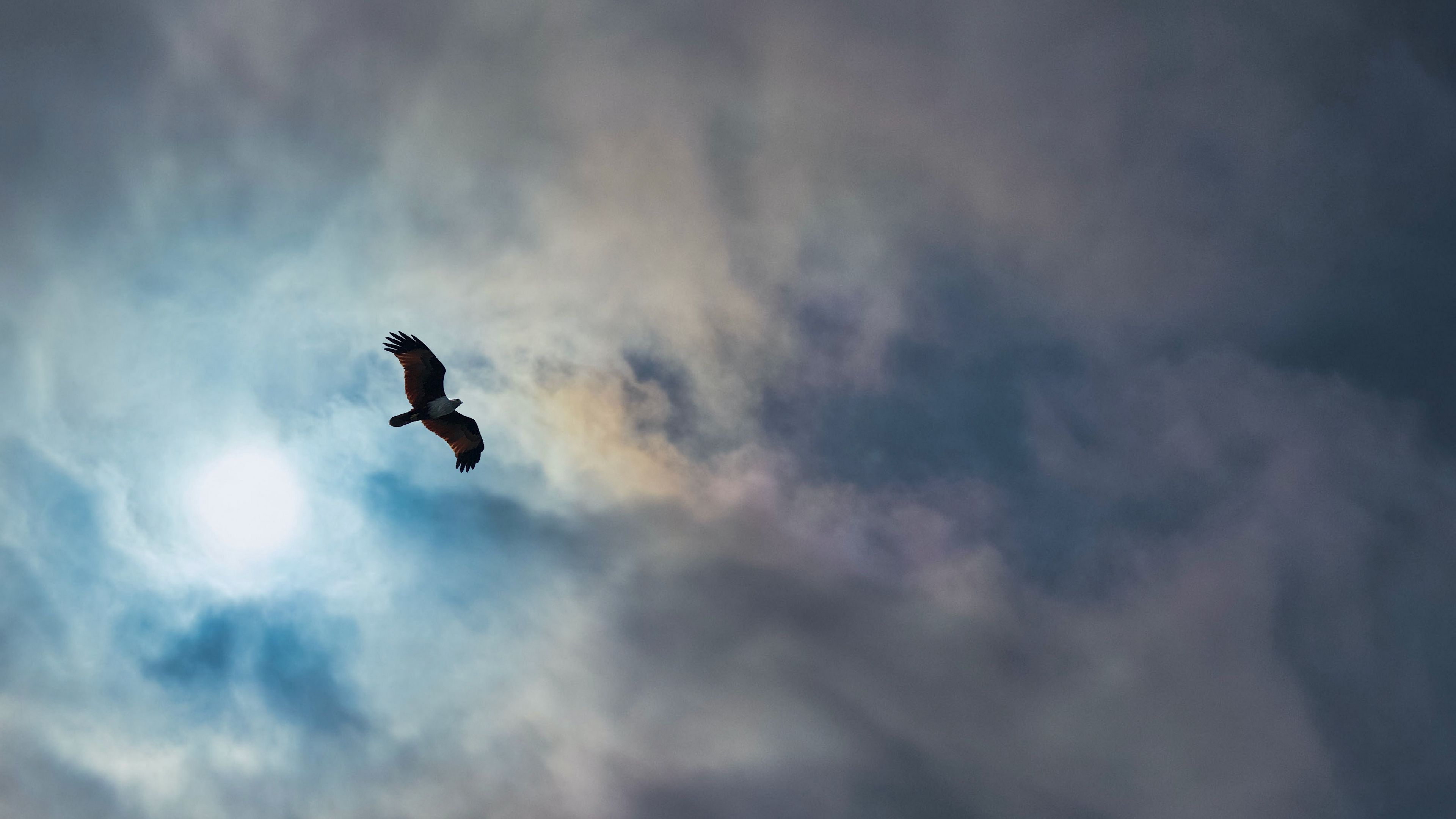 eagle, bird, wings, flight, clouds, sky, 4k, HD Wallpaper