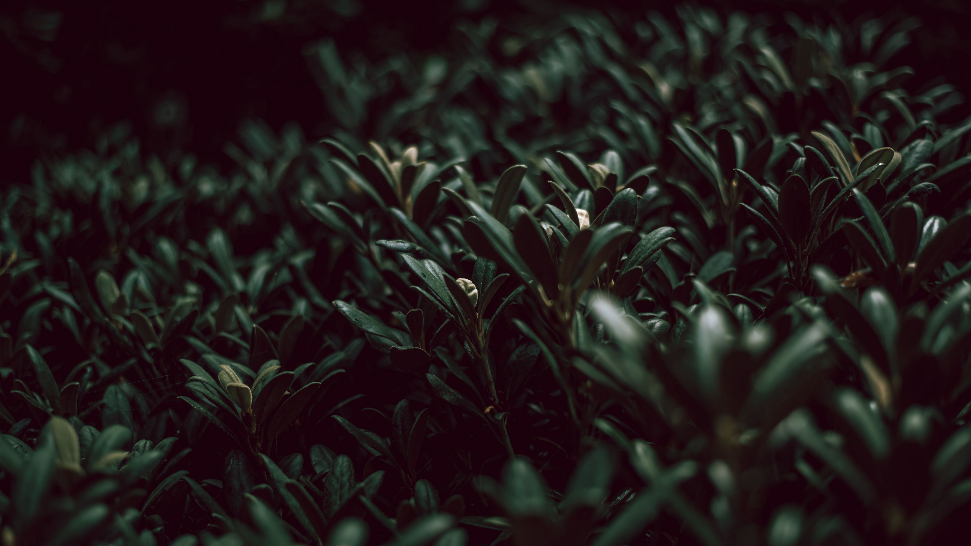 grass, plants, green, leaves, macro, 4k, HD Wallpaper