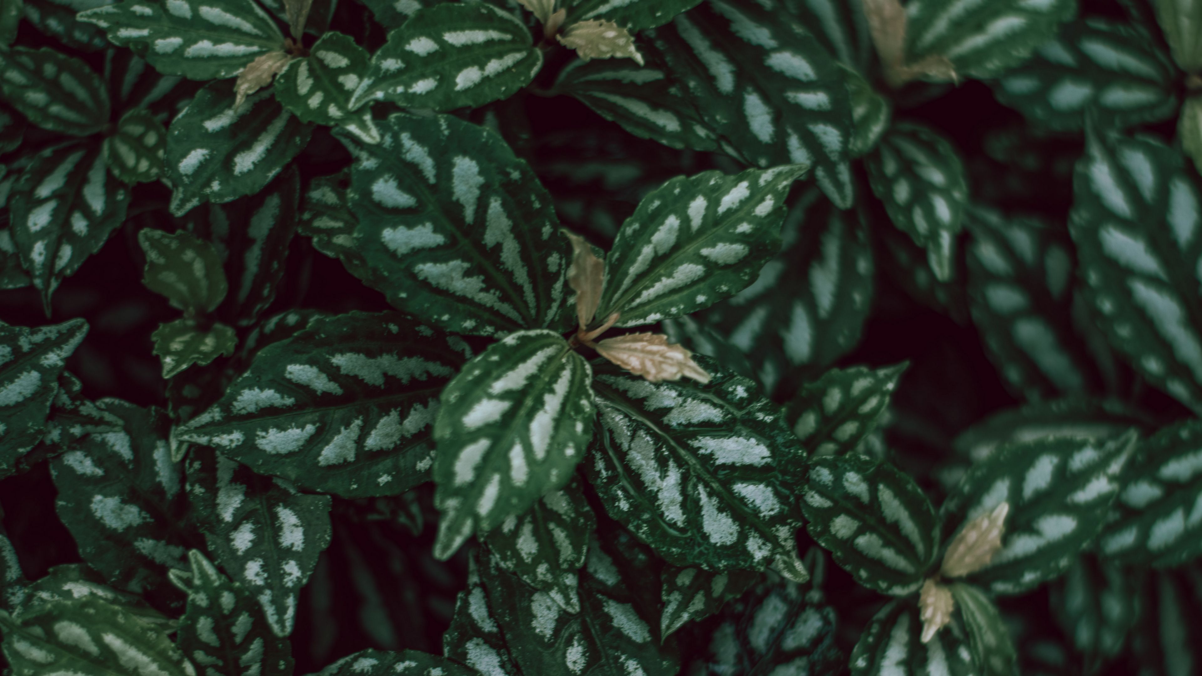 plants, leaves, green, white, macro, 4k, HD Wallpaper