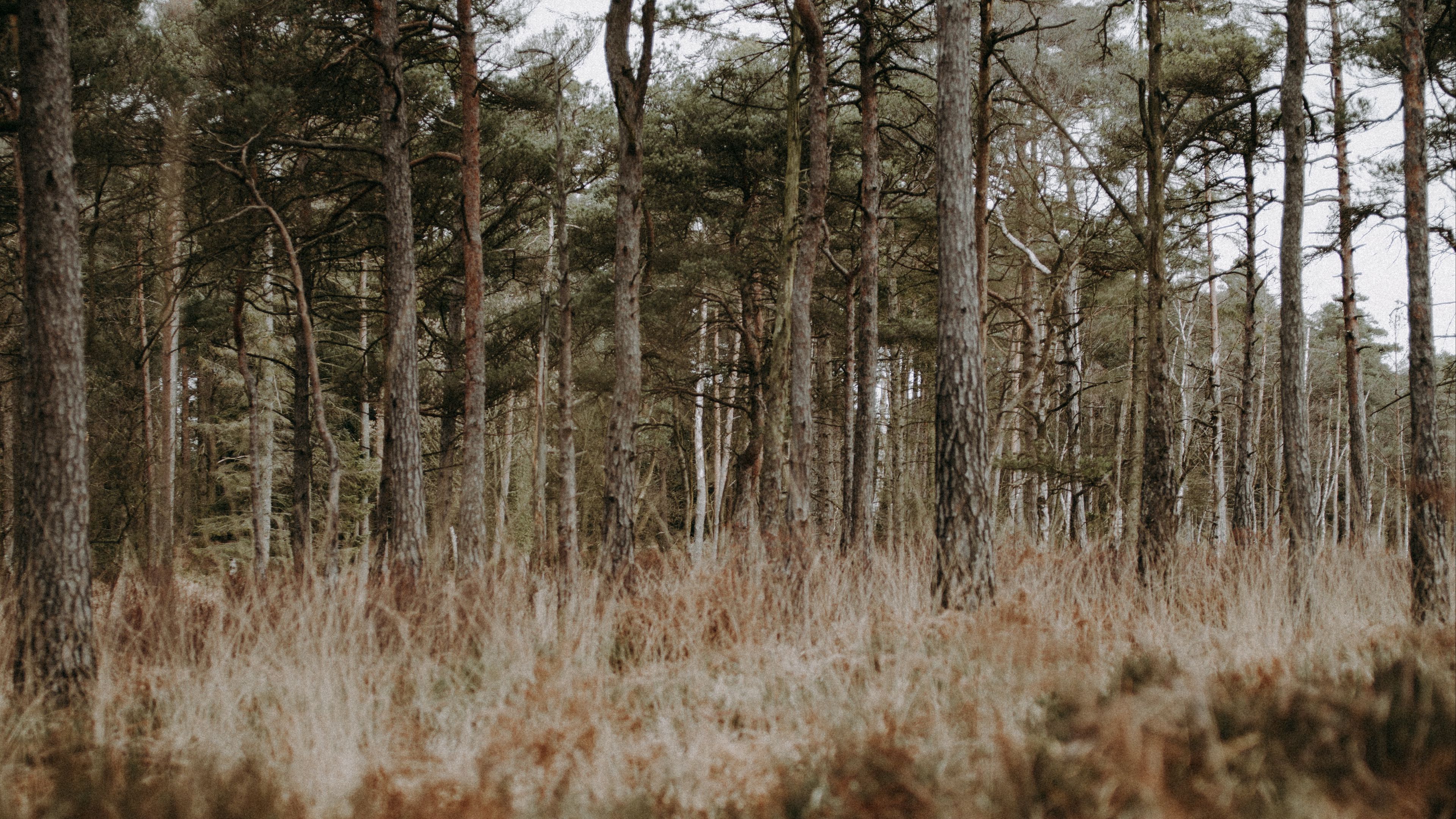 forest, trees, conifer, grass, wildlife, 4k, HD Wallpaper