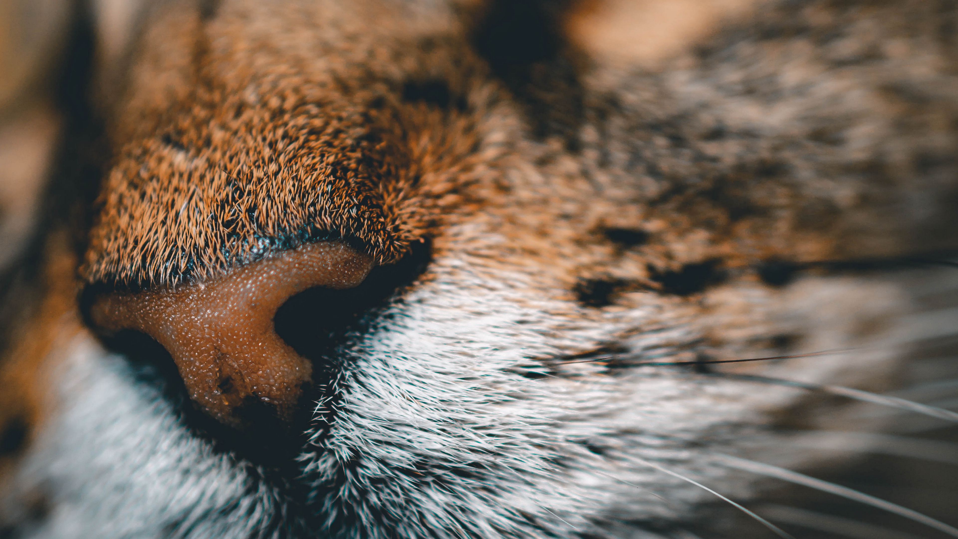 cat, face, nose, closeup, pet, 4k, HD Wallpaper