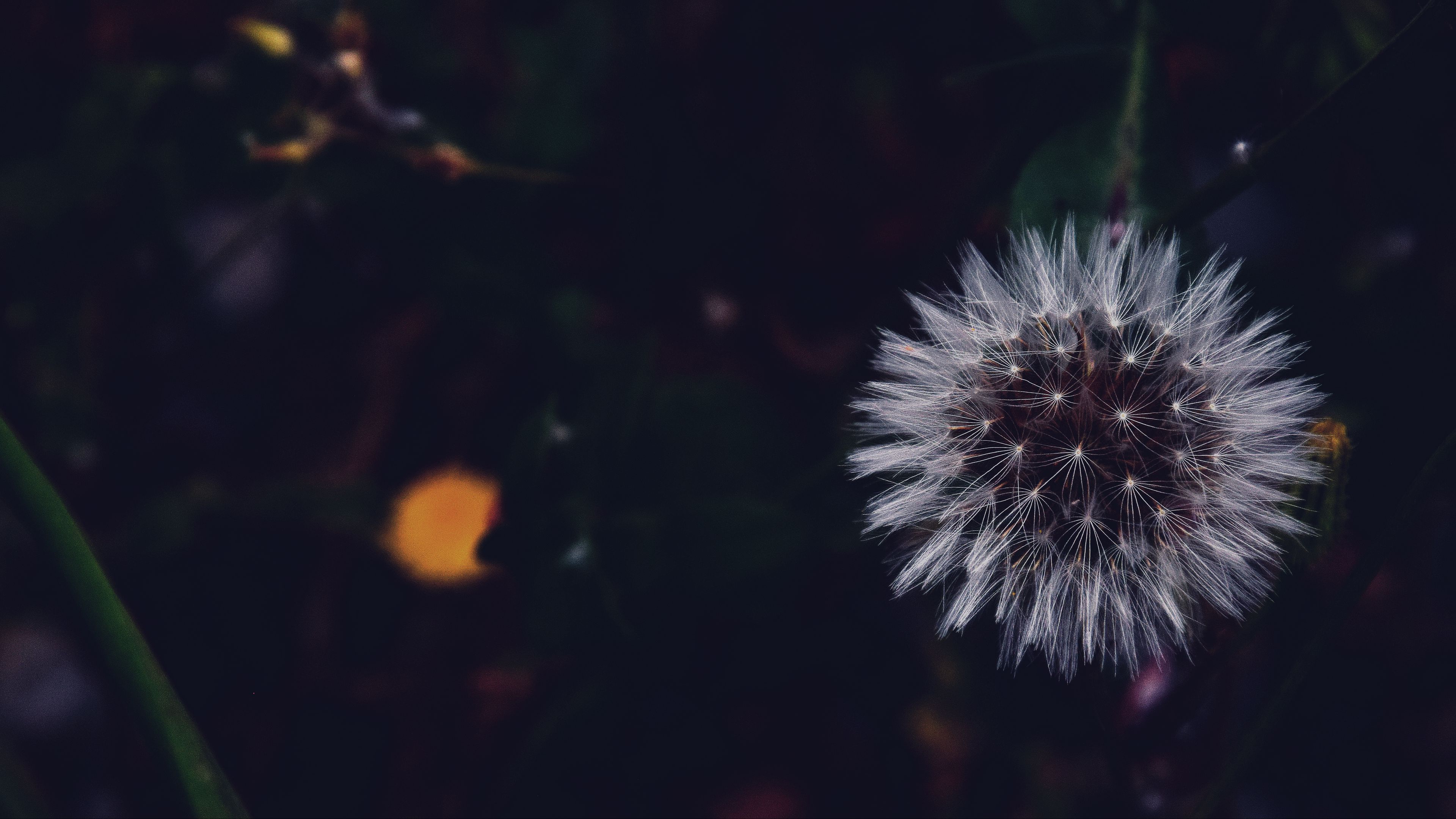 dandelion, fluffy, white, flower, macro, 4k, HD Wallpaper