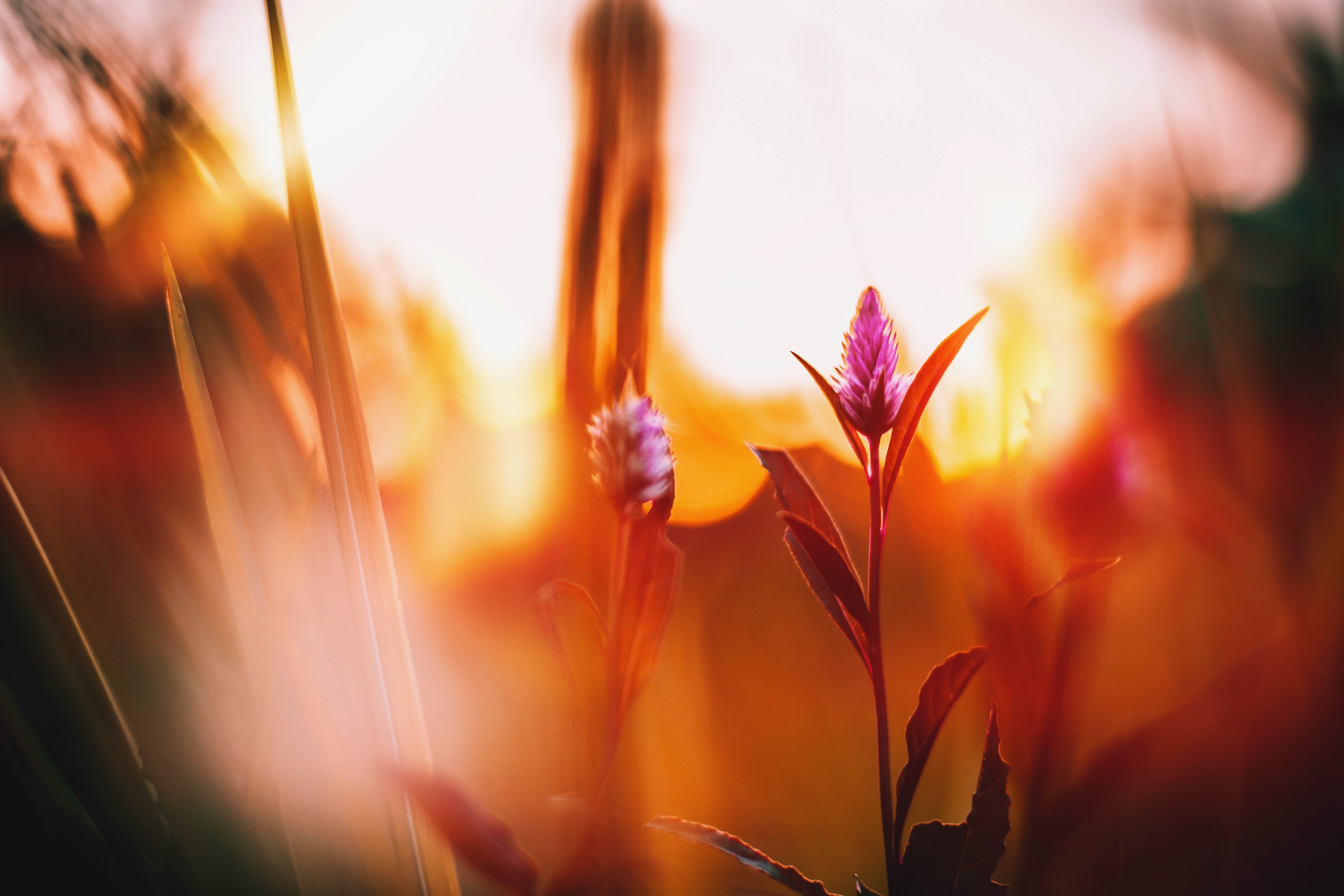 flowers, nature, hd, 4k, 5k, HD Wallpaper