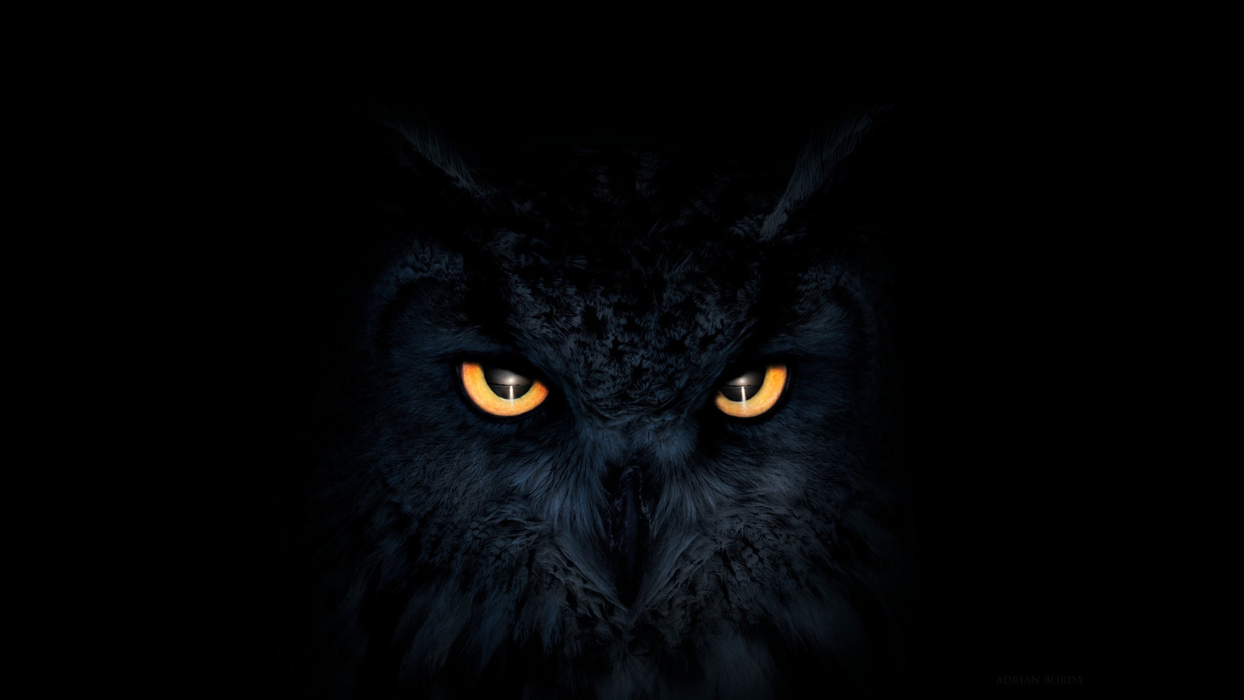 owl, artist, artwork, digital art, eyes, hd, eyes, deviantart, HD Wallpaper