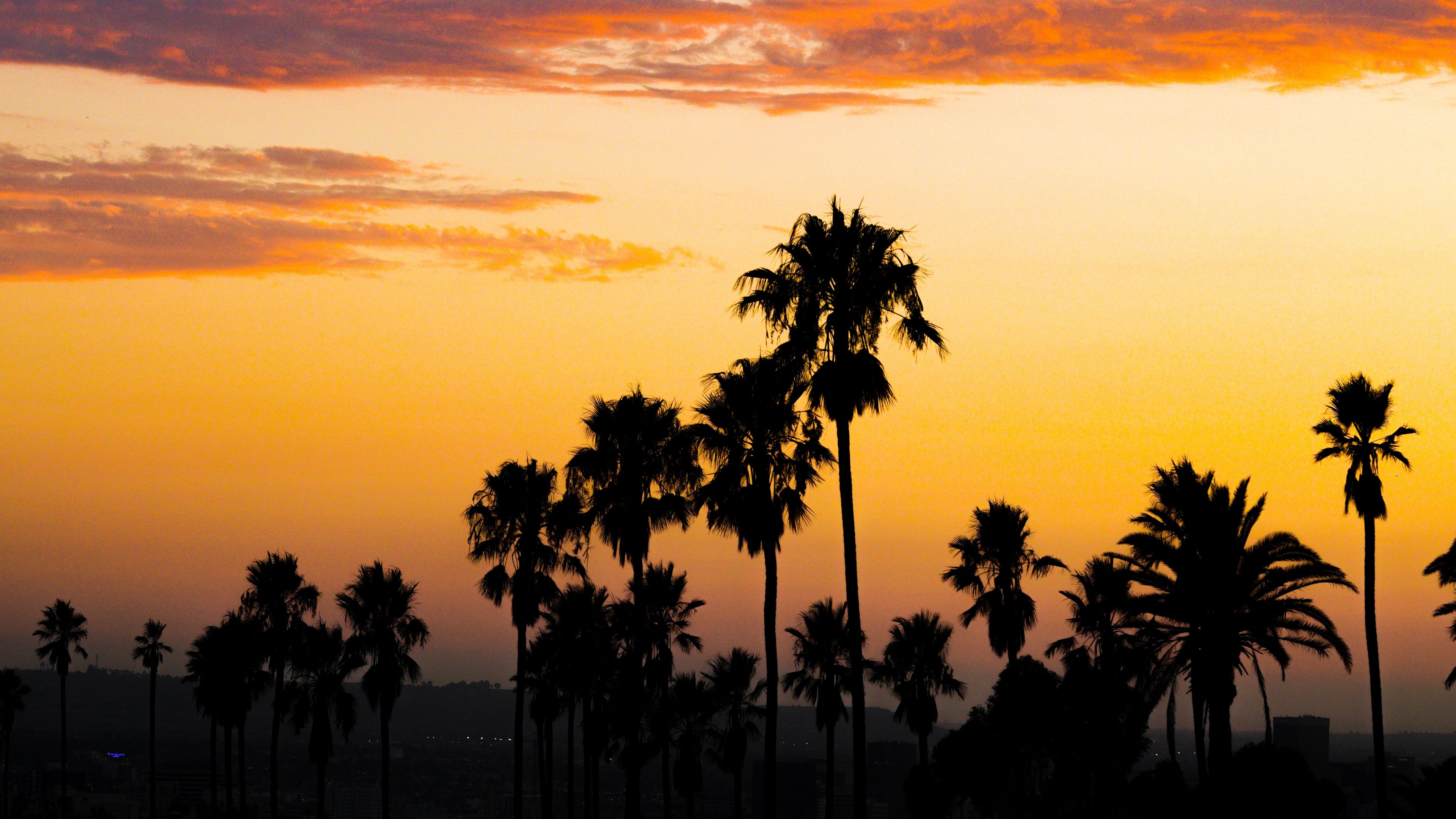 palm trees, sunset, clouds, dusk, dark, 4k, HD Wallpaper