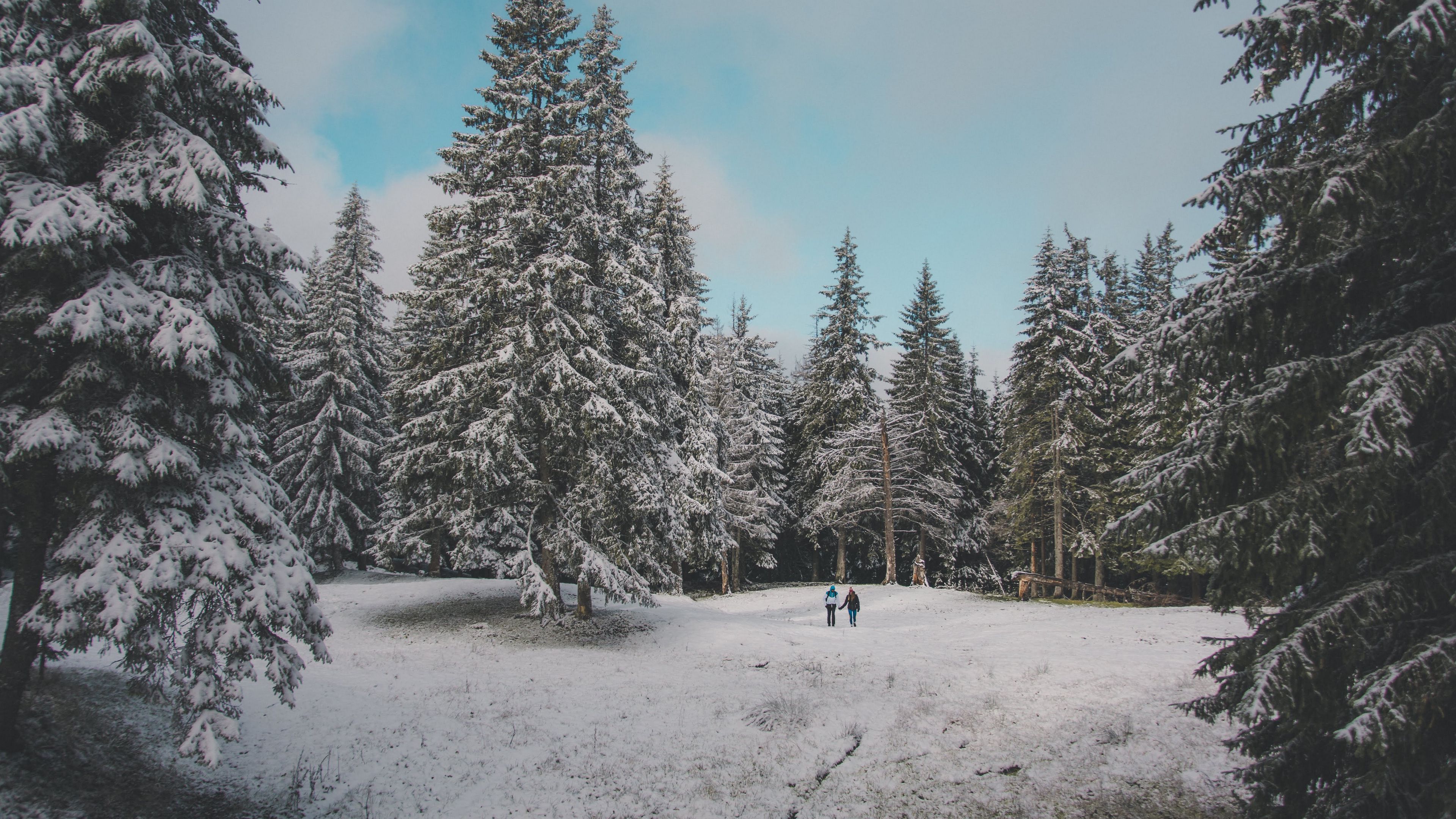 forest, trees, people, snow, winter, 4k, HD Wallpaper