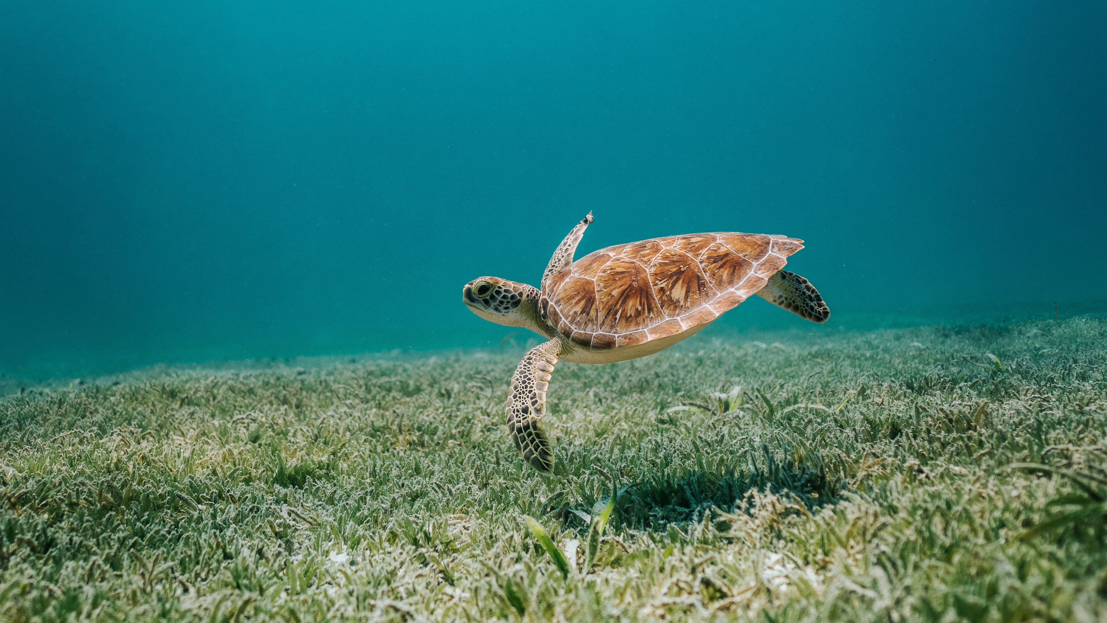 turtle, sea, water, bottom, algae, 4k, HD Wallpaper