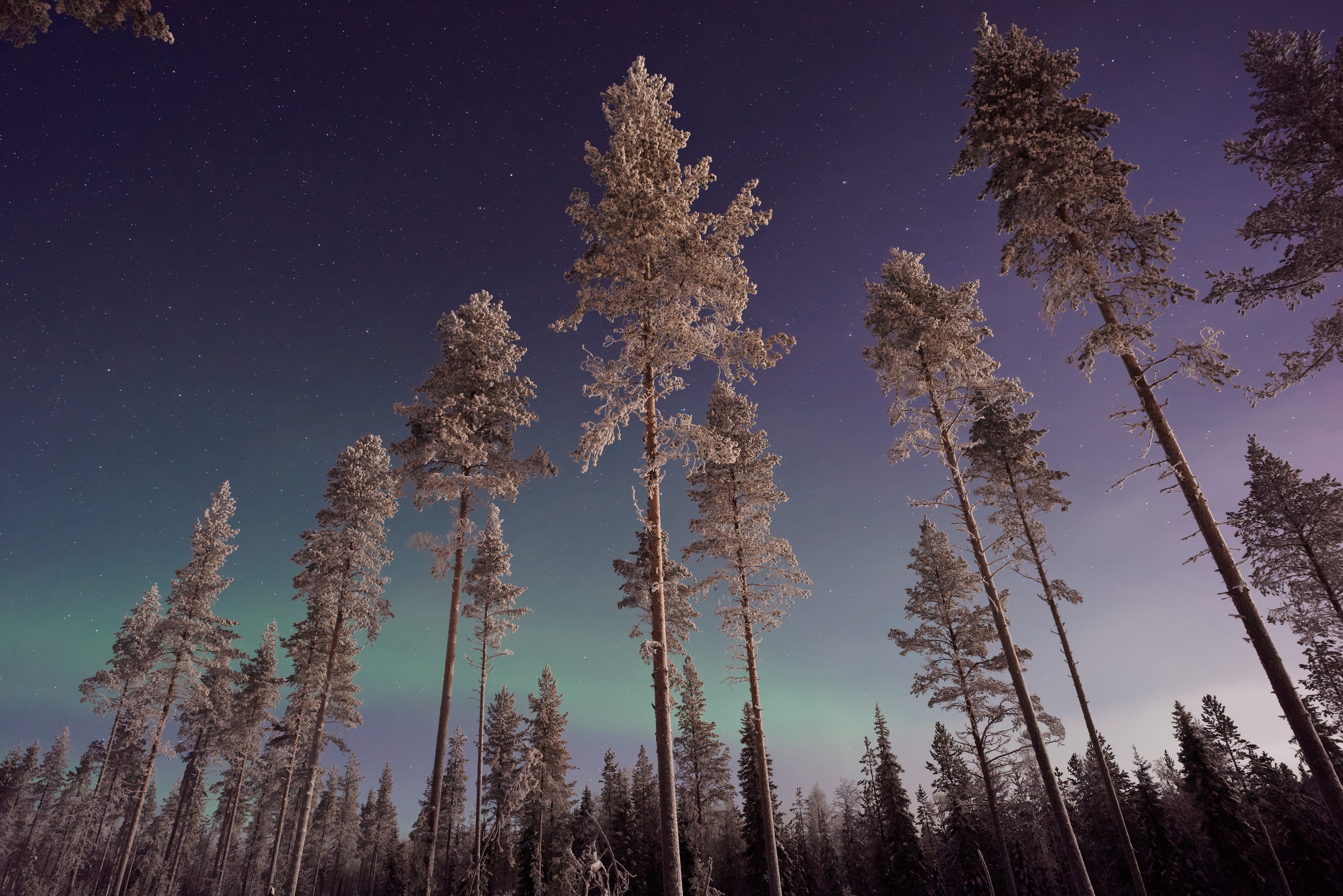 pine, trees, snow, northern lights, nature, hd, 4k, 5k, HD Wallpaper