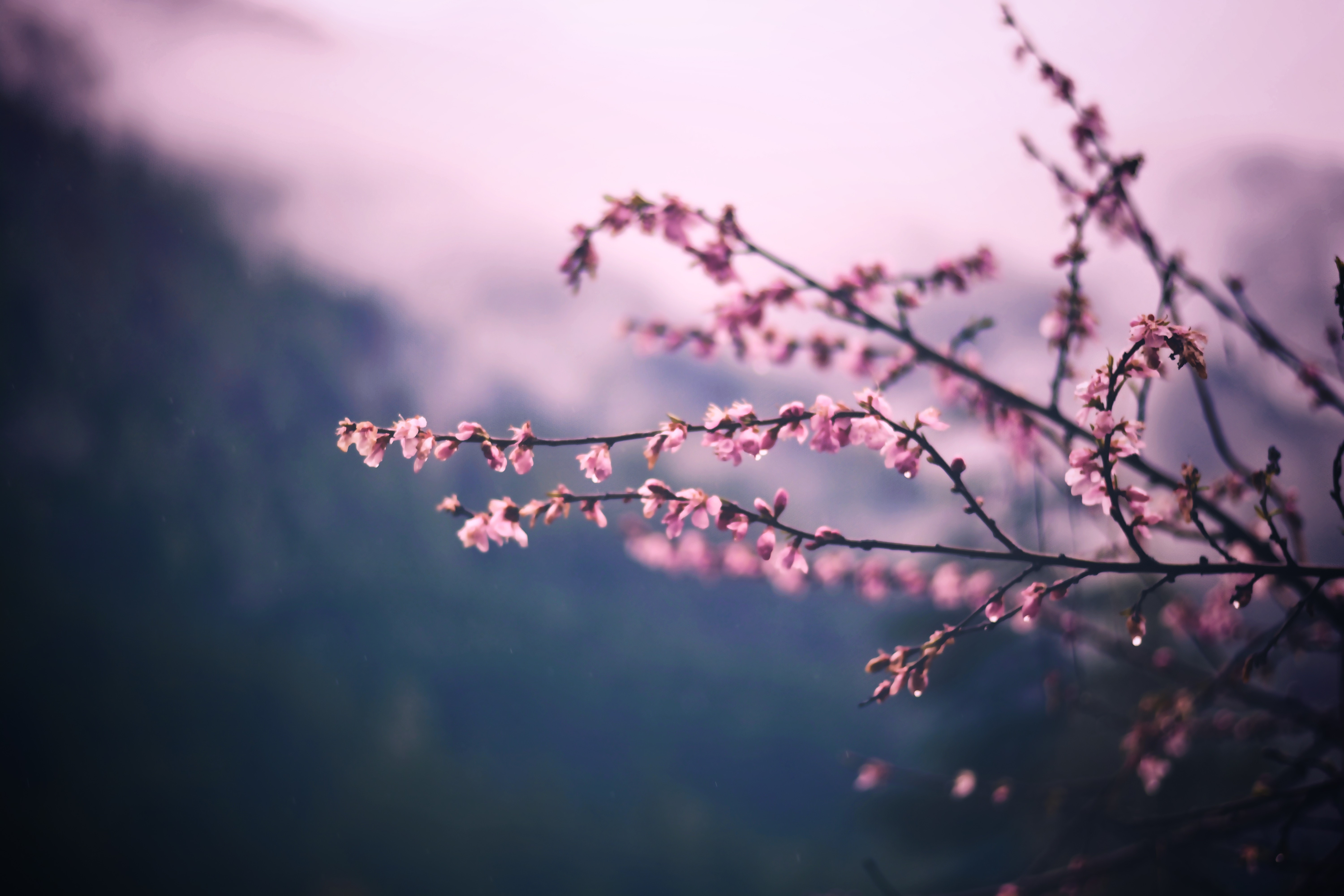 spring, pink, tree, leaves, hd, 4k, 5k, HD Wallpaper