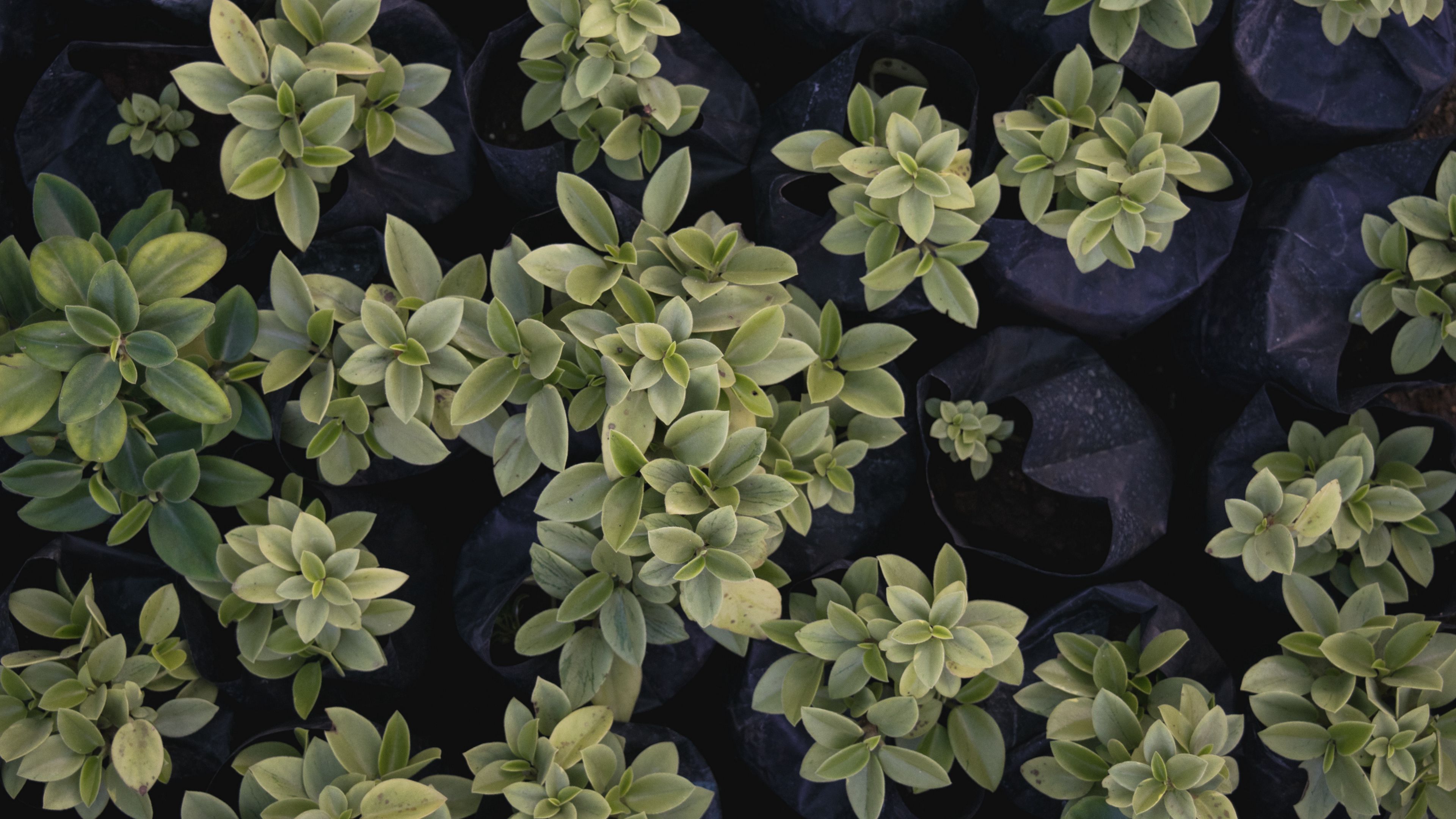 plants, green, decorative, seedling, 4k, HD Wallpaper