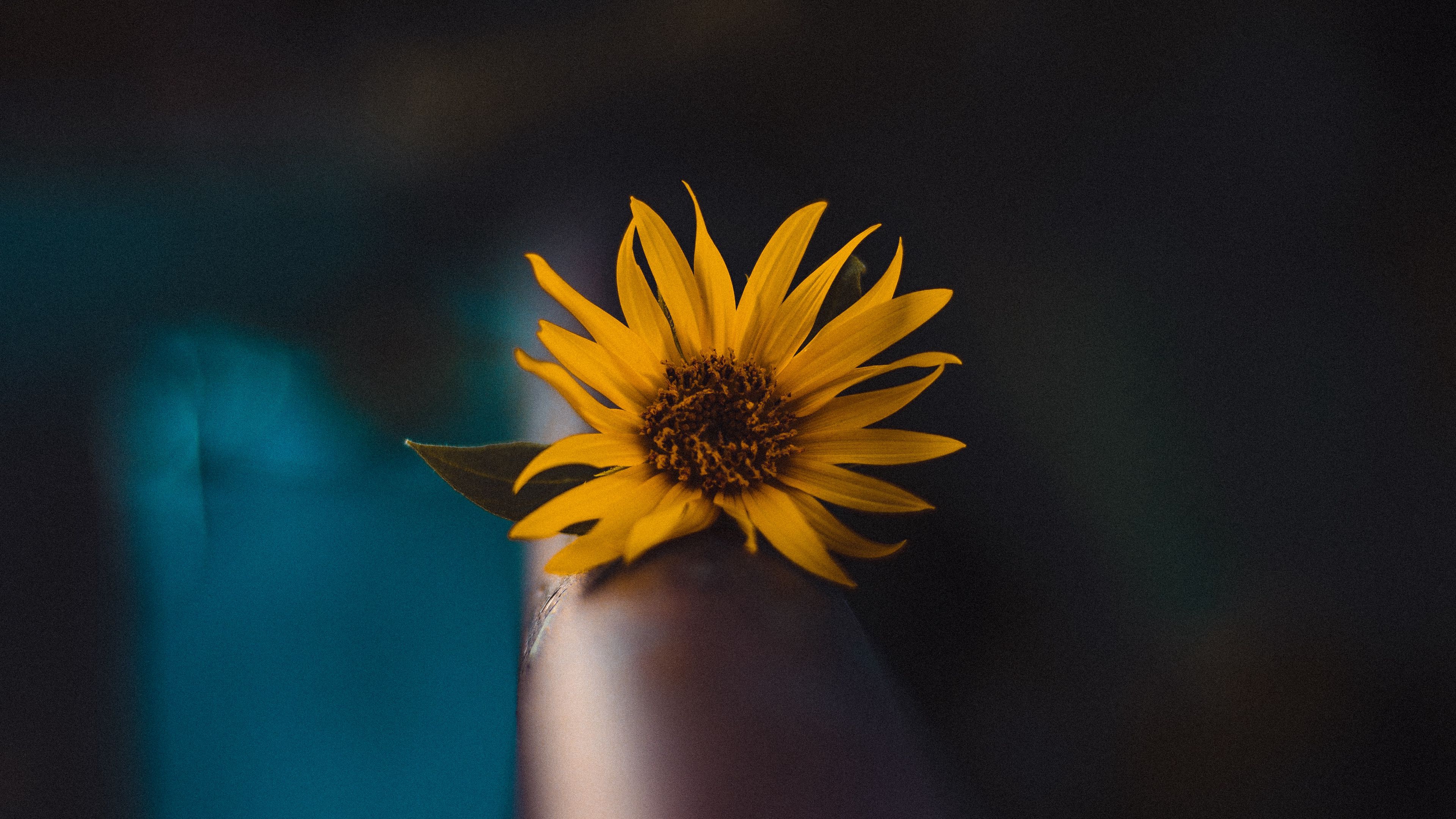 flower, yellow, macro, focus, blur, 4k, HD Wallpaper