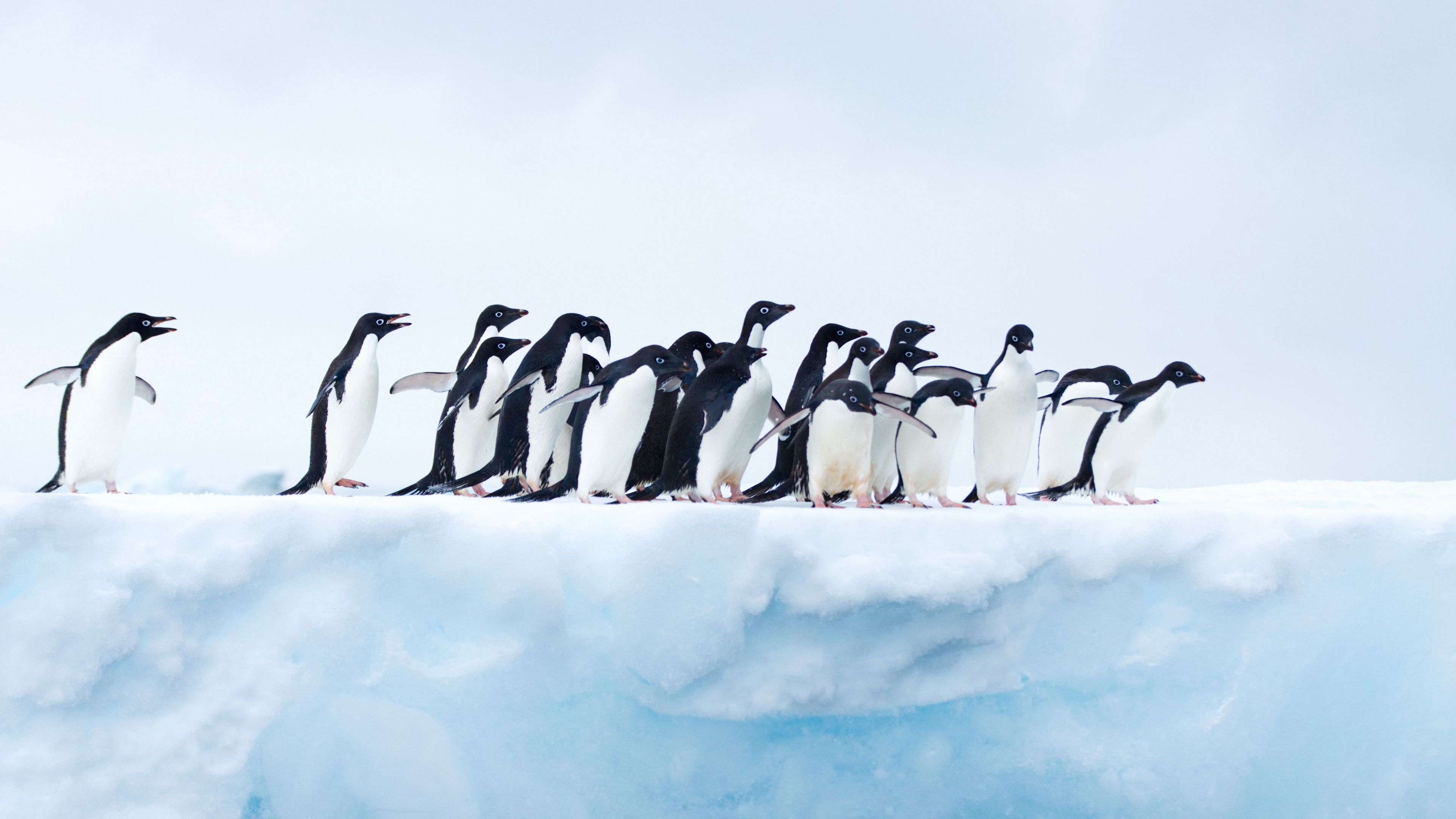 penguins, flock, ice, glacier, antarctica, 4k, HD Wallpaper
