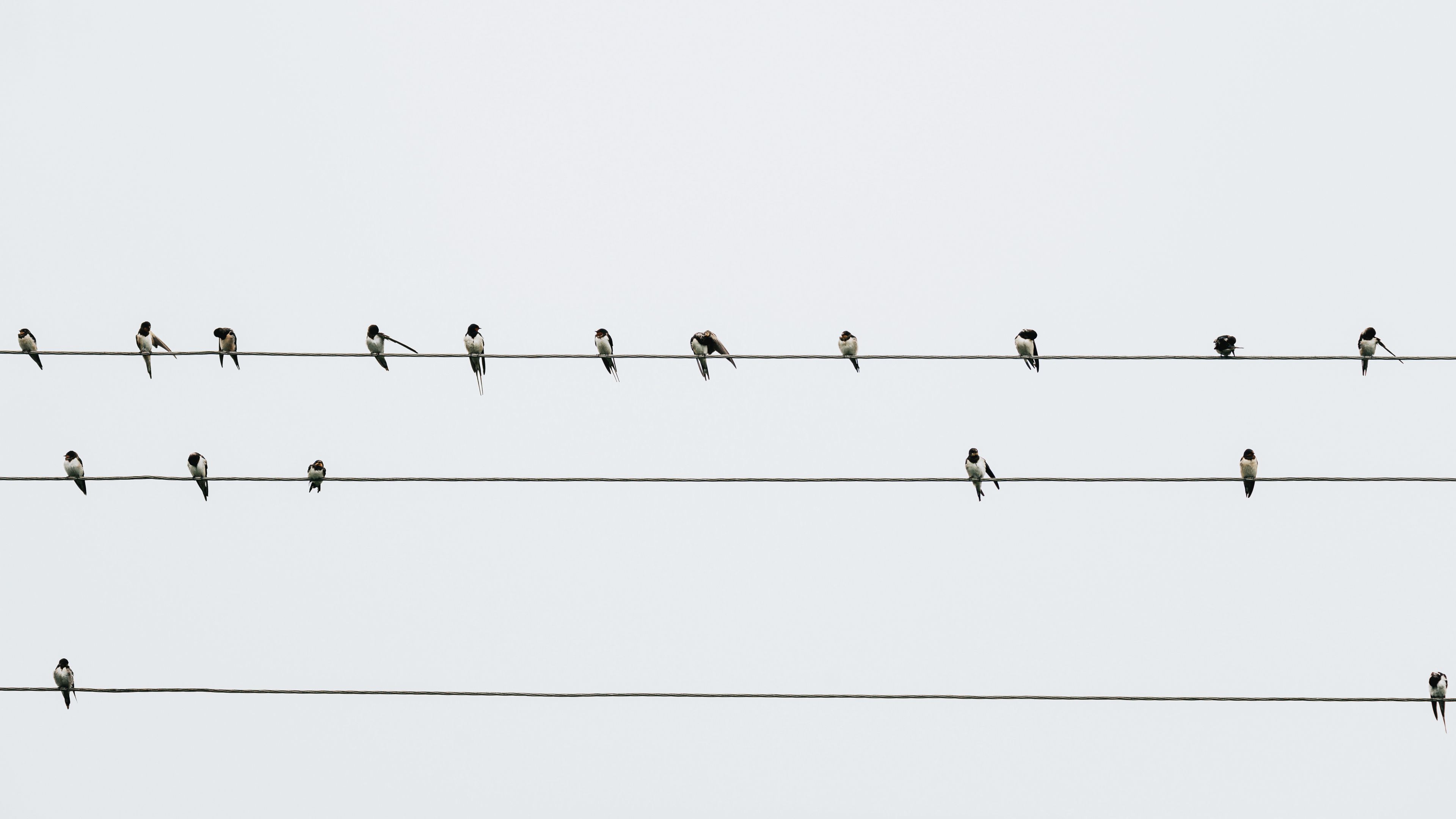 swallows, birds, wires, minimalism, 4k, HD Wallpaper