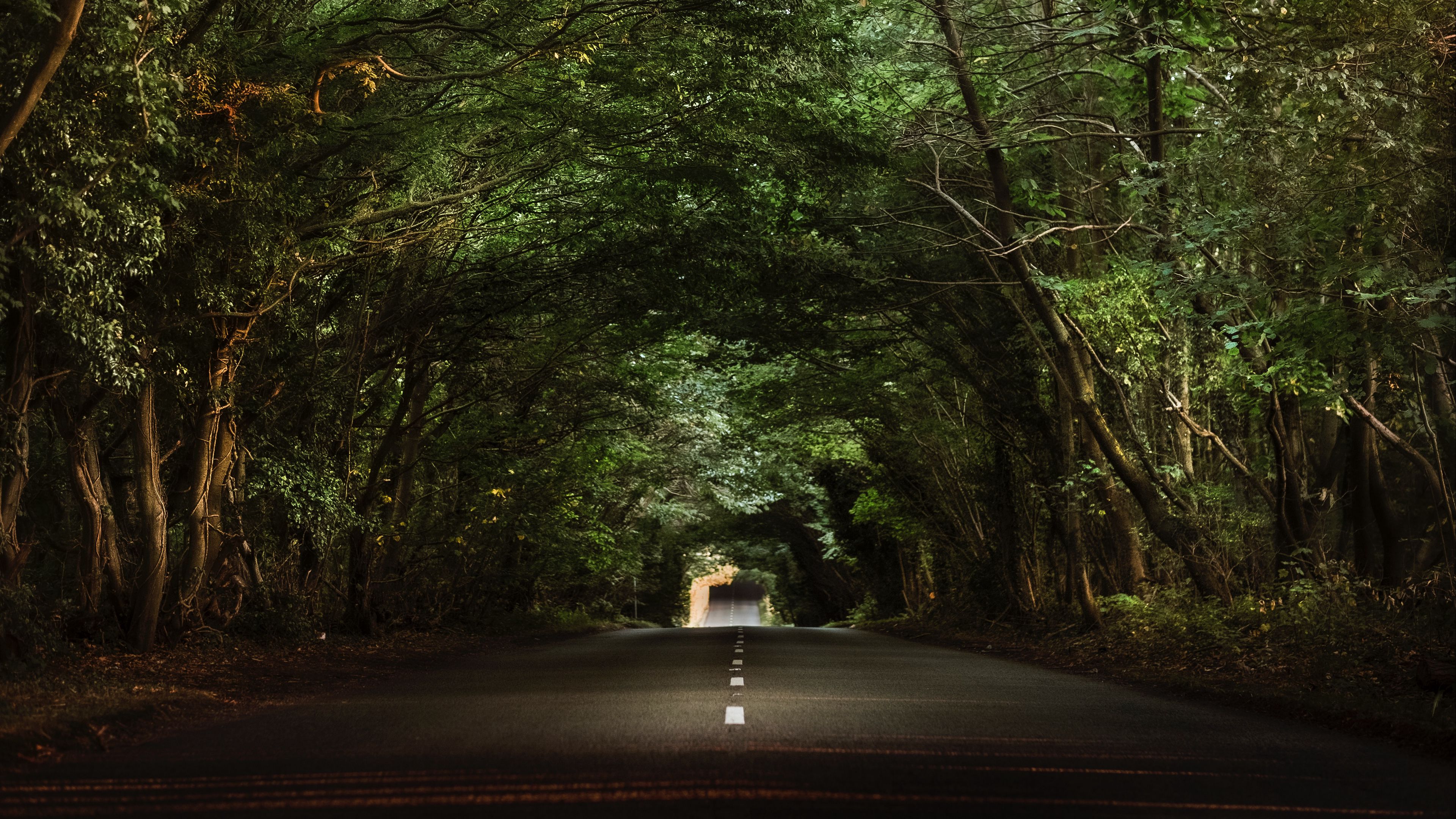 road, trees, tunnel, branches, asphalt, 4k, HD Wallpaper