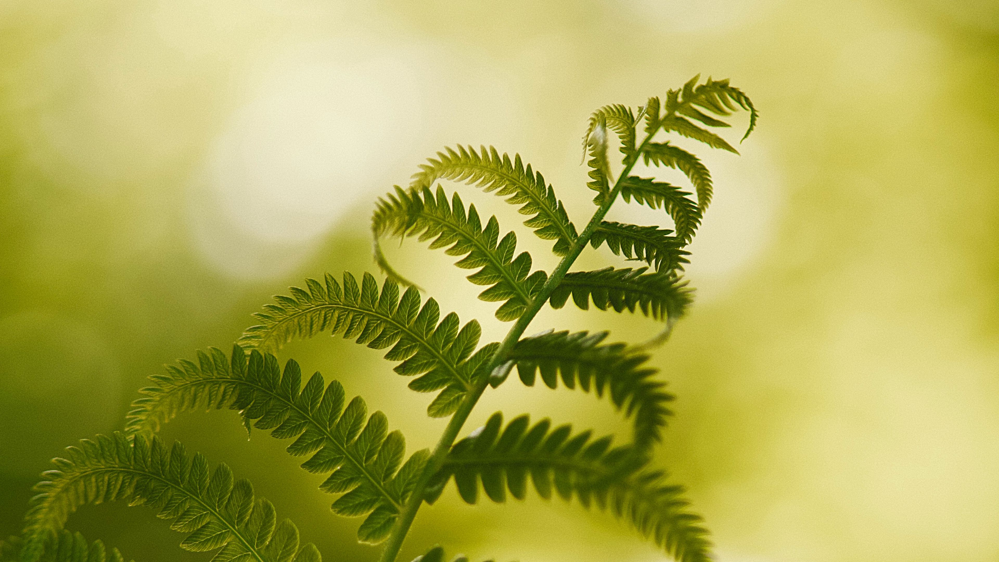 fern, macro, plant, branch, 4k, HD Wallpaper