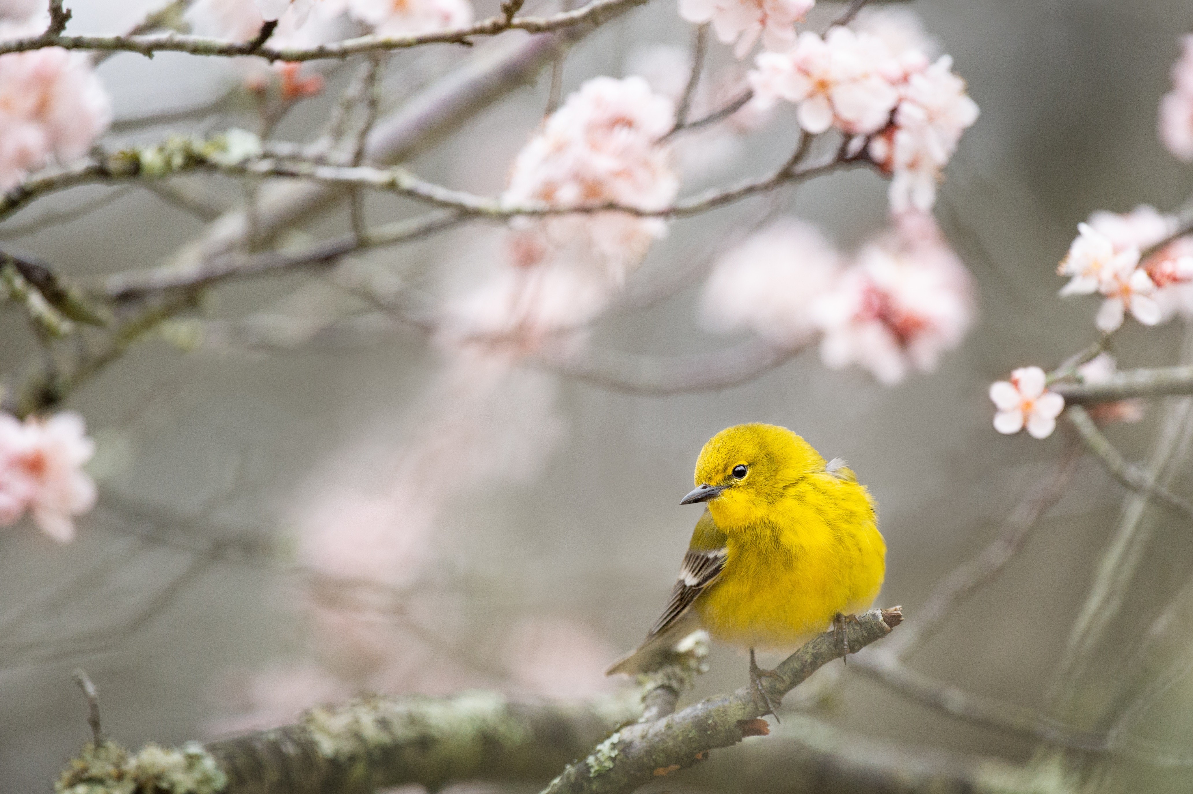 pine warbler, birds, hd, 4k, winter, nature, HD Wallpaper