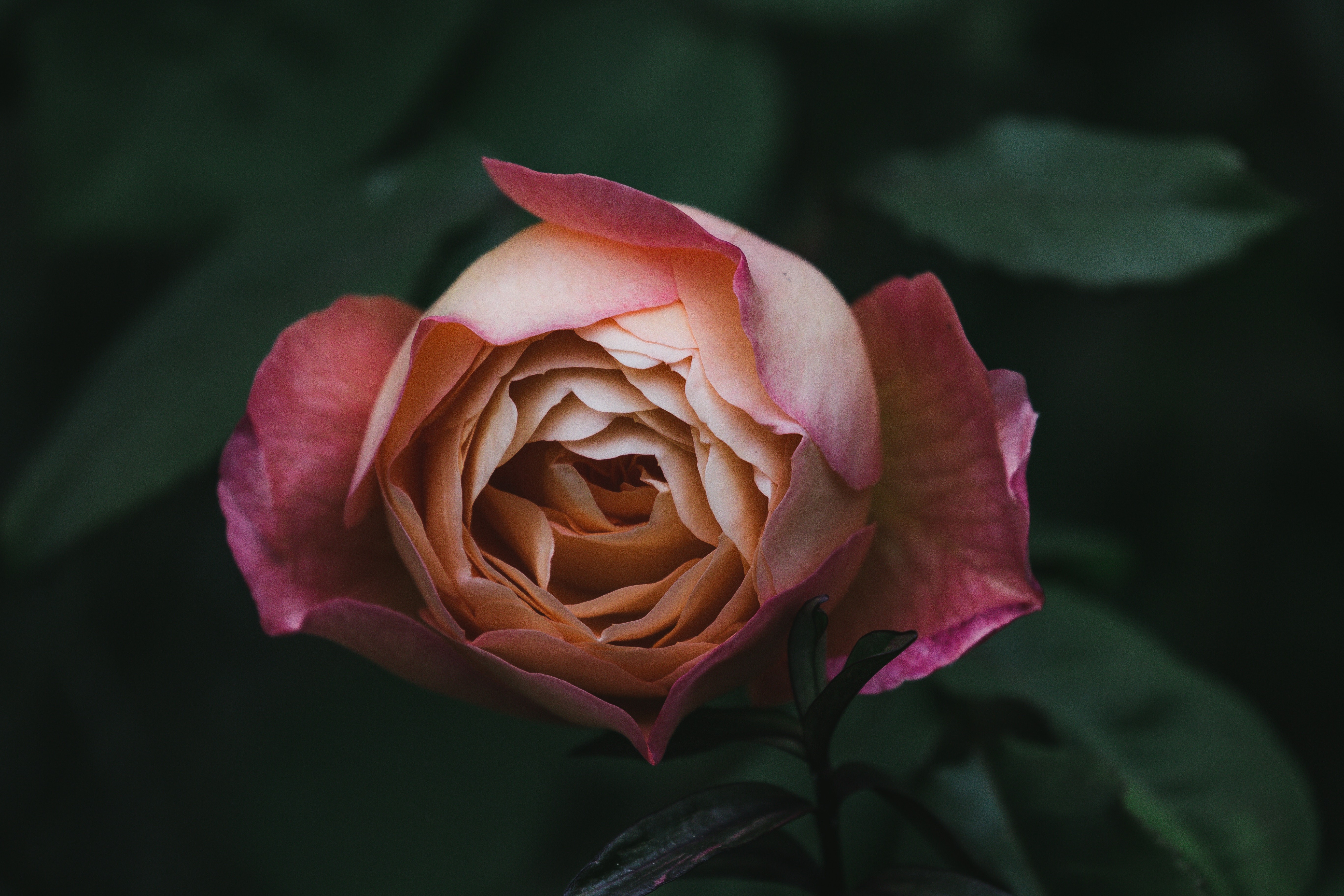 flower, hd, 4k, 5k, blur, HD Wallpaper