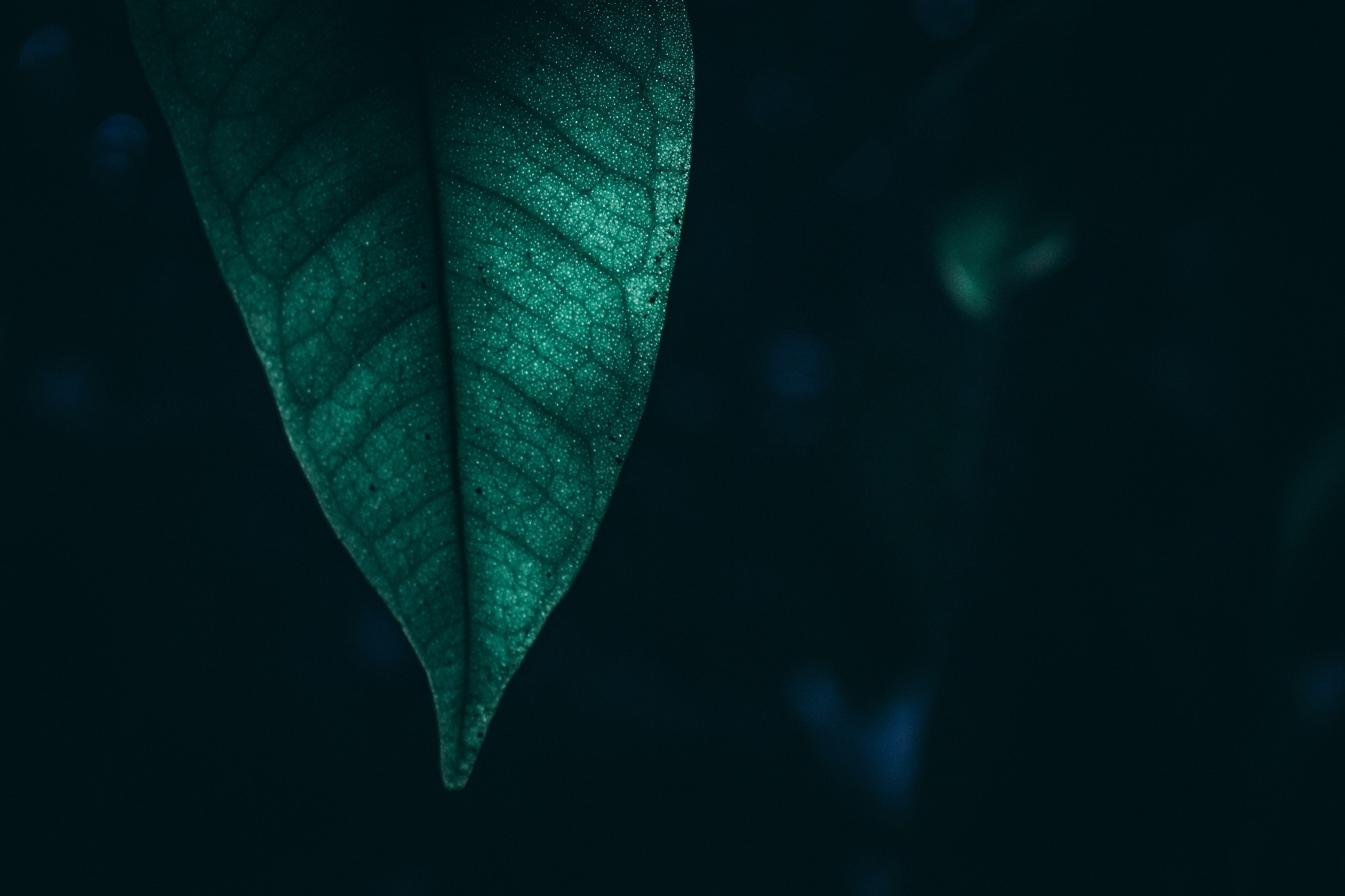 macro, leaf, green, nature, hd, 4k, HD Wallpaper