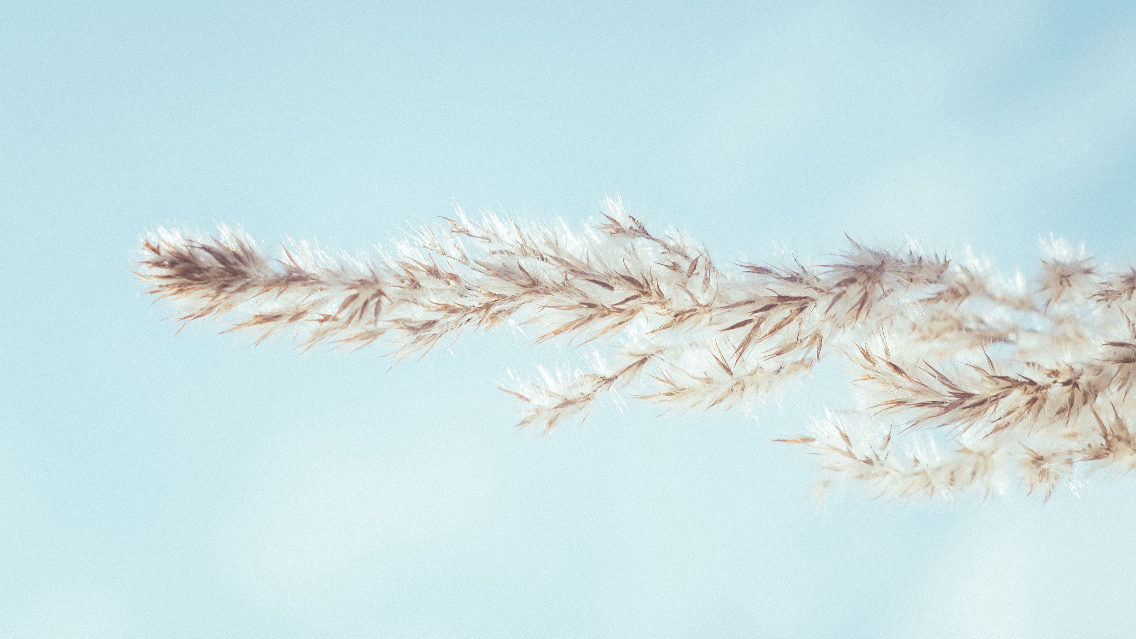 spikelet, sky, macro, plant, minimalism, 4k, HD Wallpaper