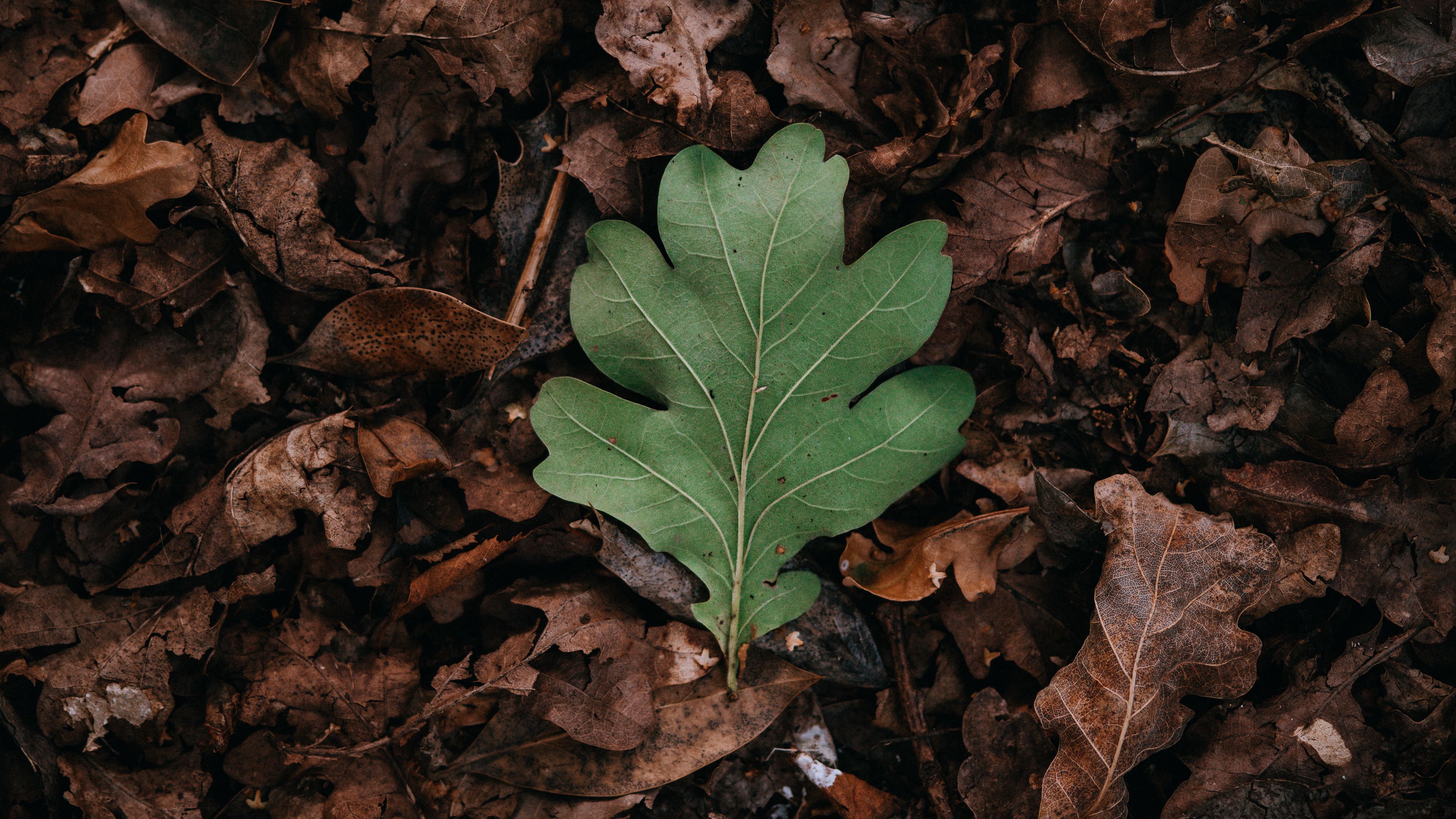 leaf, leaves, green, dry, autumn, 4k, HD Wallpaper