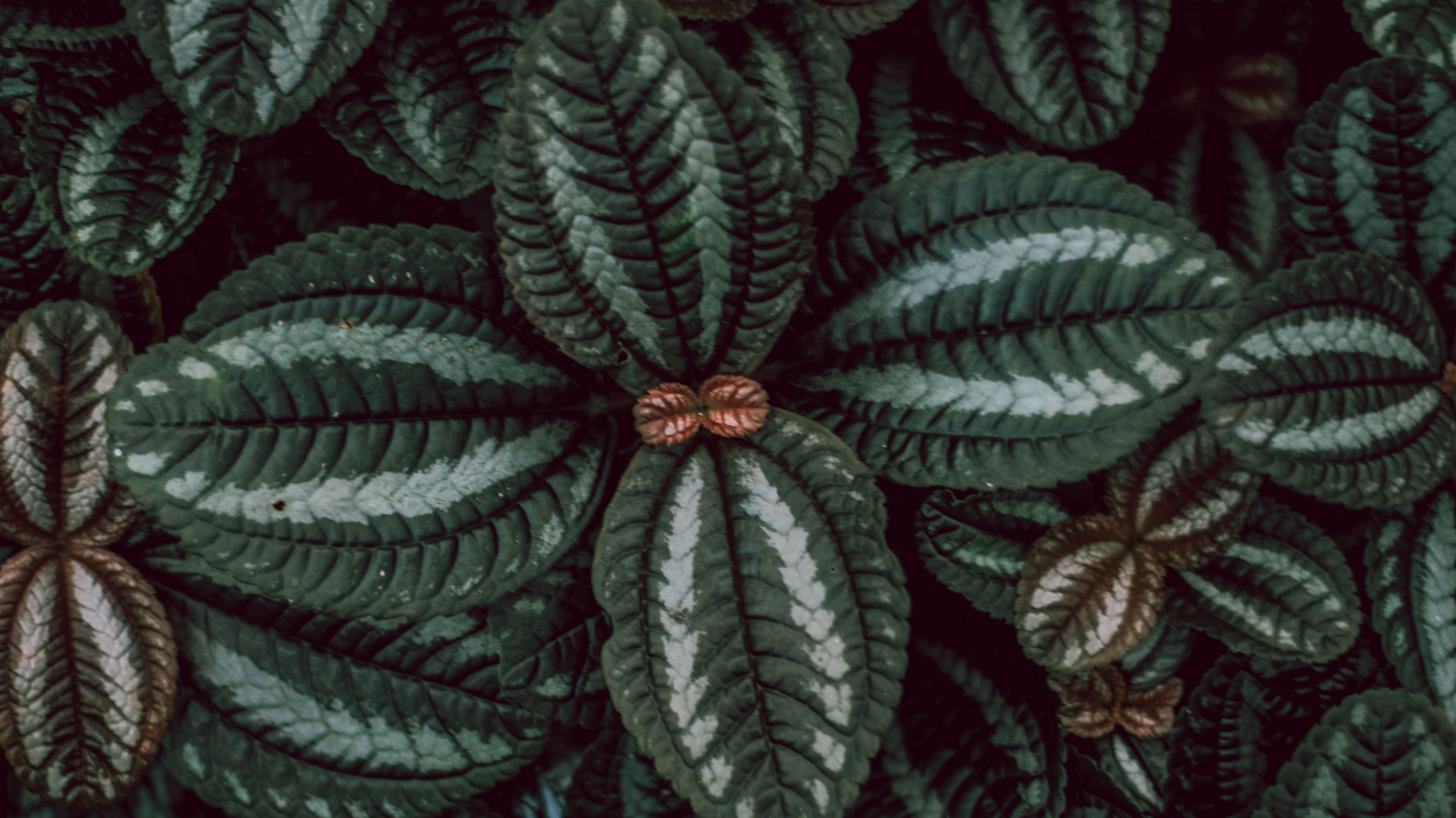 leaves, stripes, surface, macro, plant, 4k, HD Wallpaper