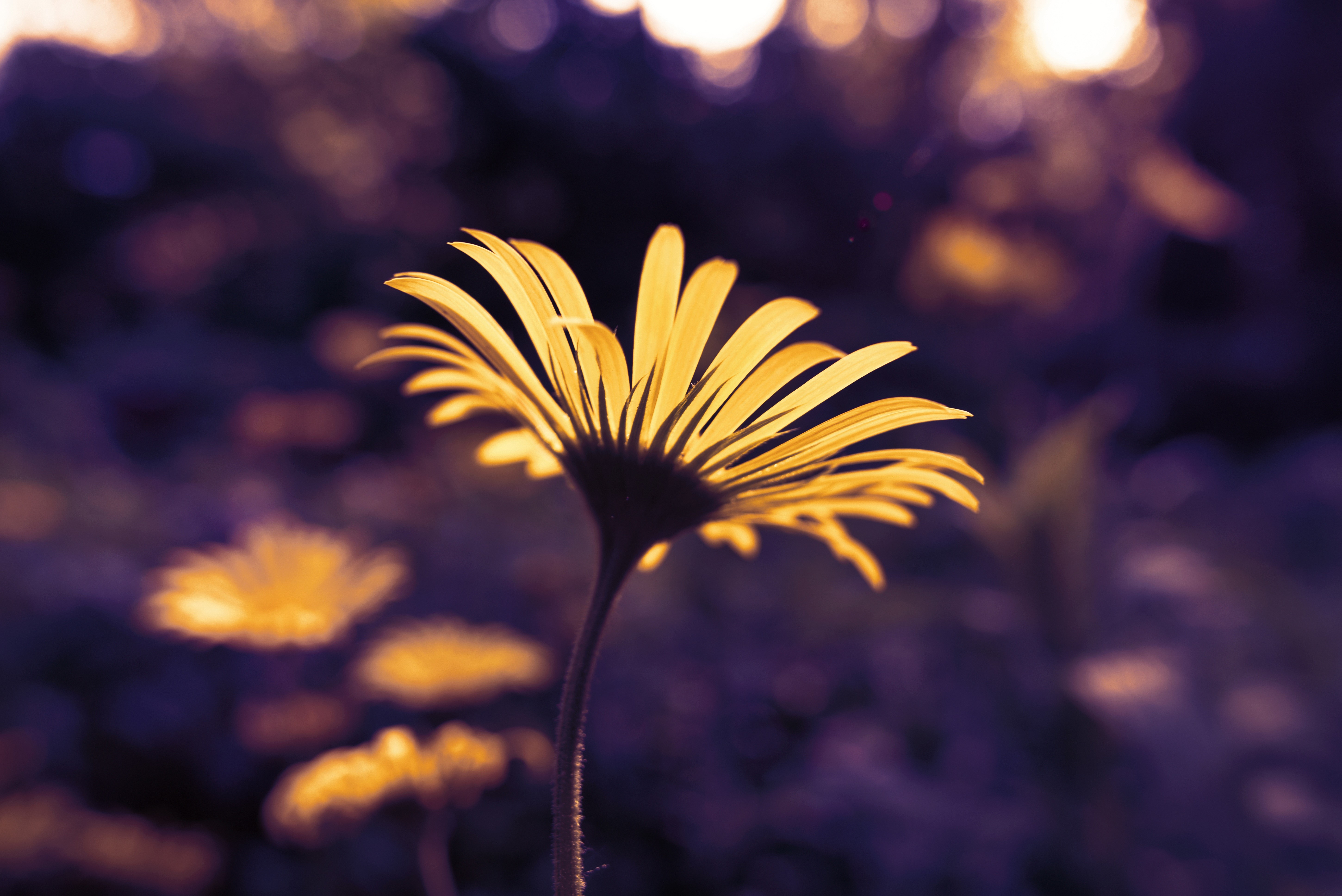 flowers, nature, hd, 4k, 5k, HD Wallpaper