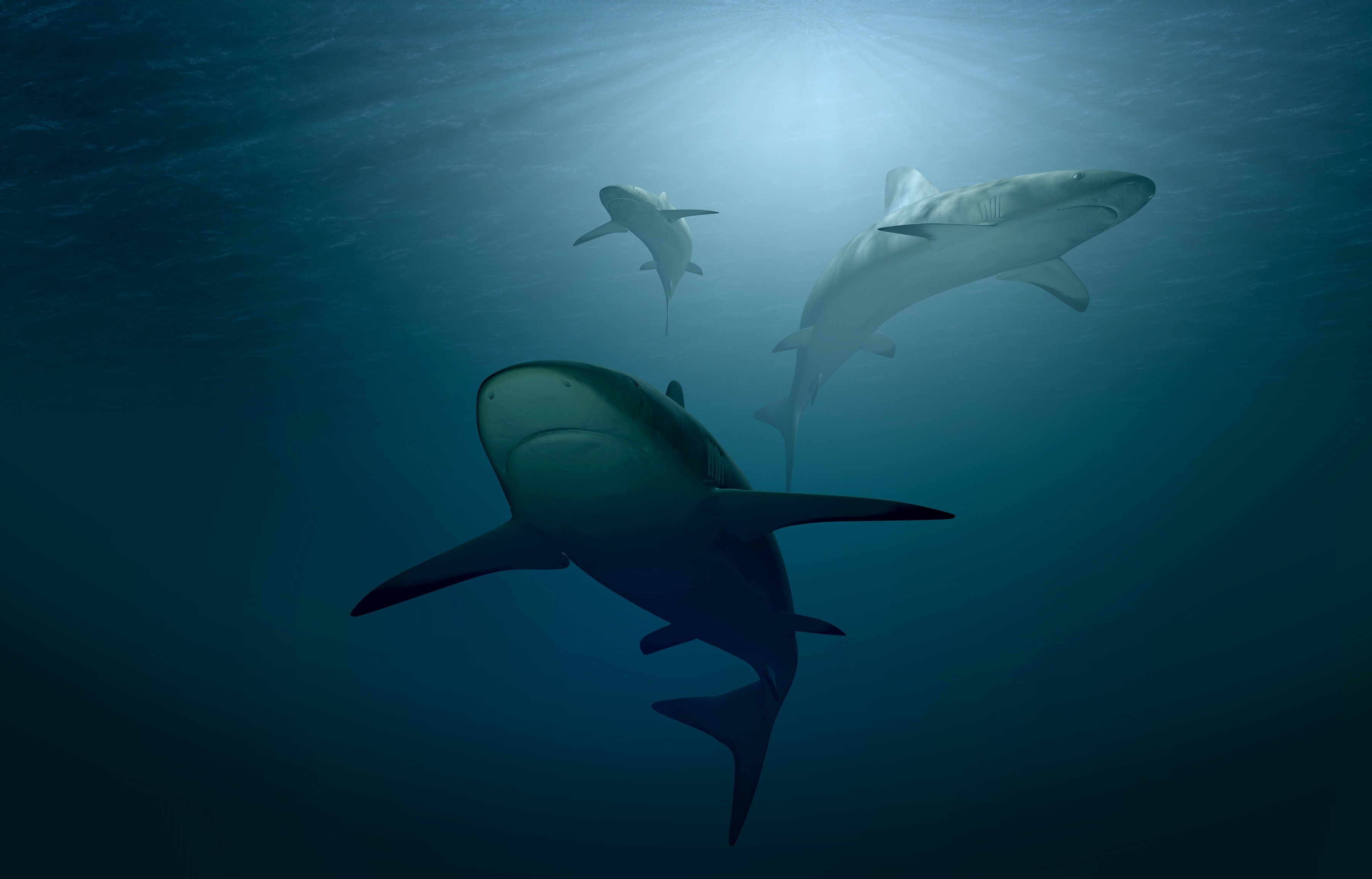 shark, underwater, fish, hd, animals, 4k, HD Wallpaper