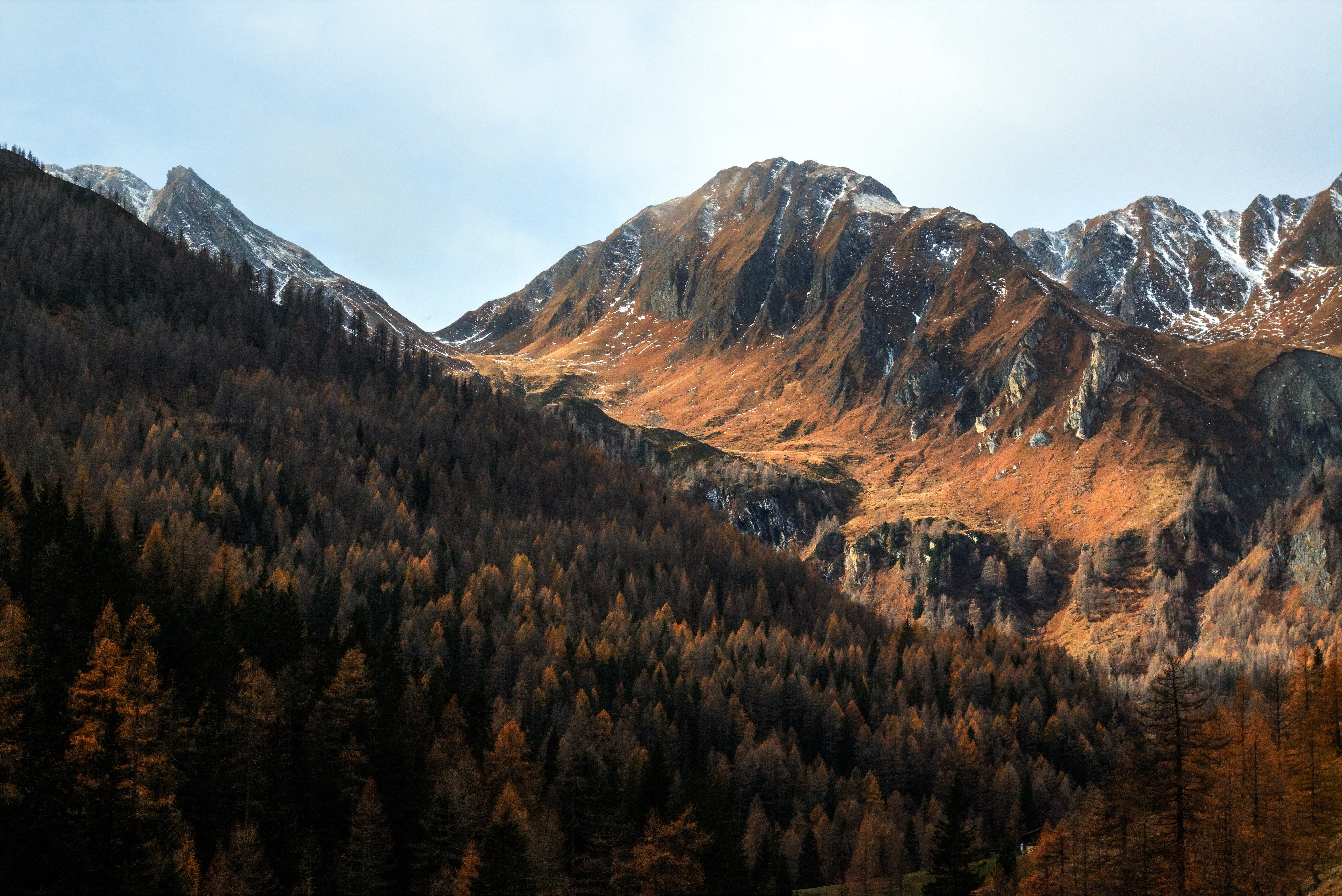 trees, mountains, forest, nature, hd, 4k, 5k, pine, HD Wallpaper