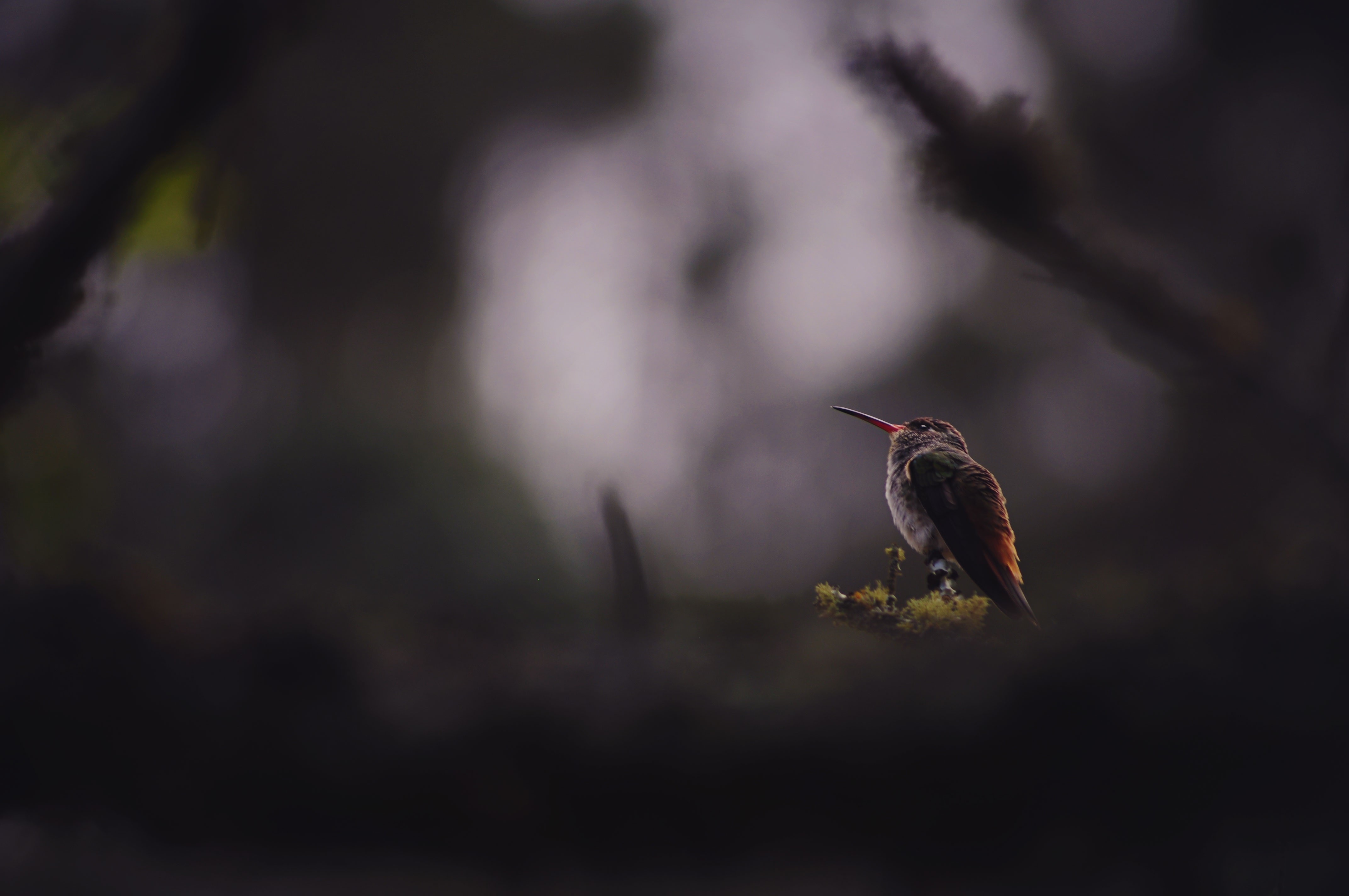 hummingbird, birds, hd, 4k, HD Wallpaper