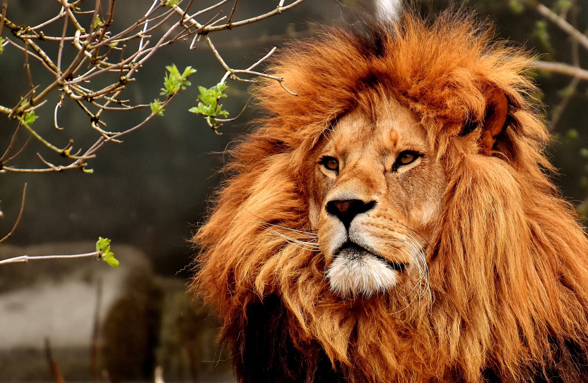lion, animals, hd, HD Wallpaper