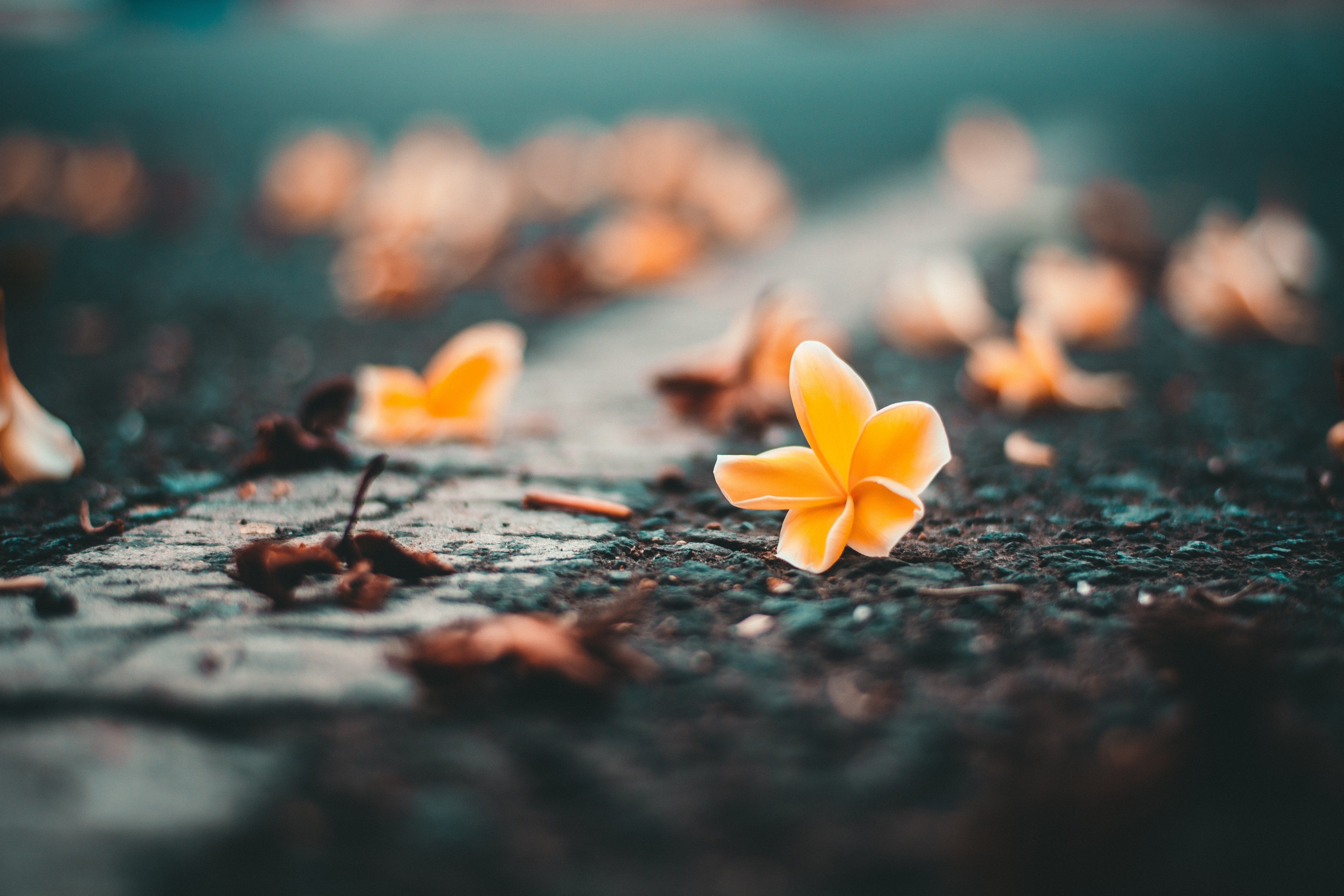 flowers, yellow, road, photography, hd, 4k, 5k, HD Wallpaper
