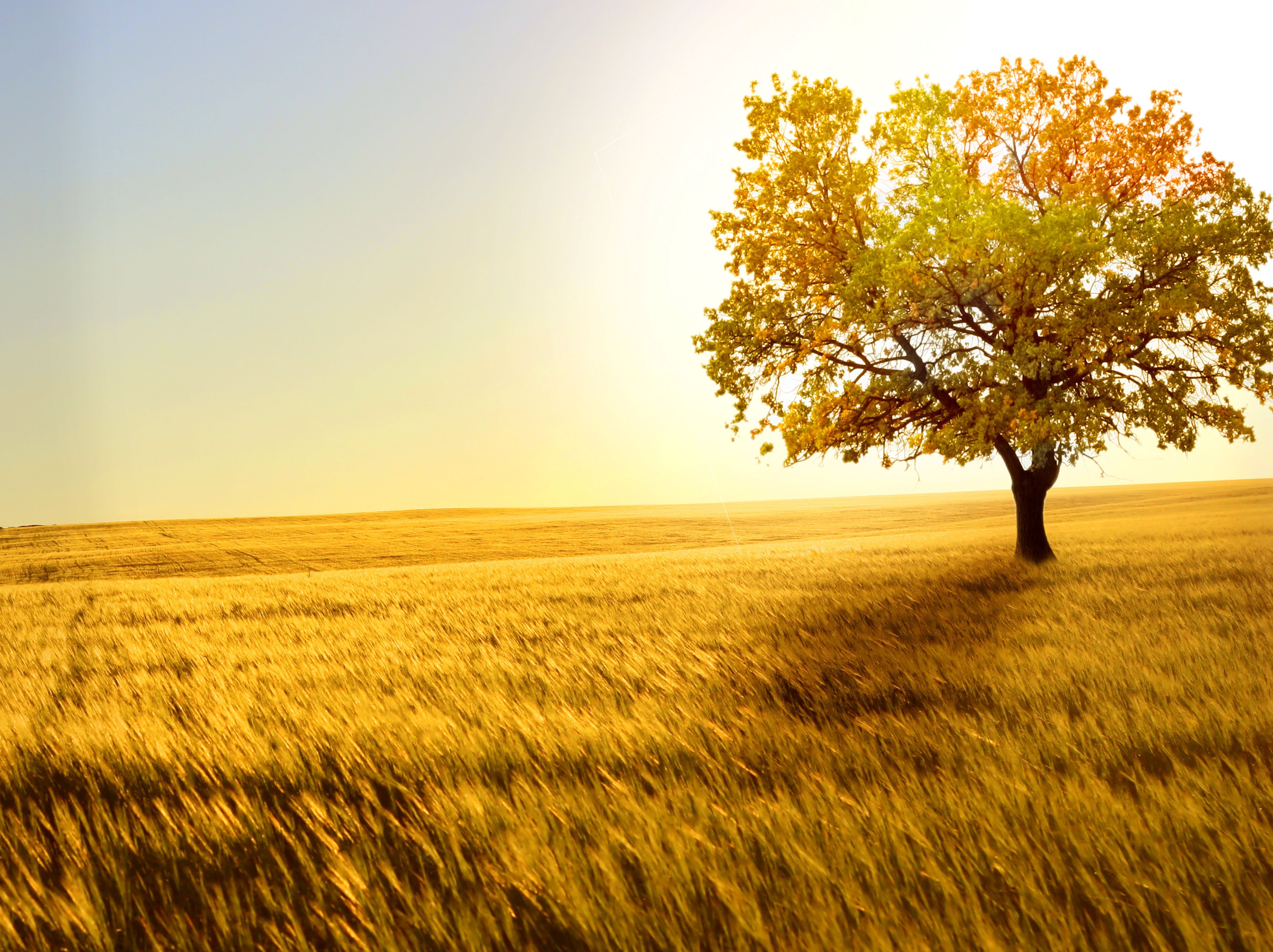 trees, nature, field, photography, landscape, 4k, 5k, hd, HD Wallpaper