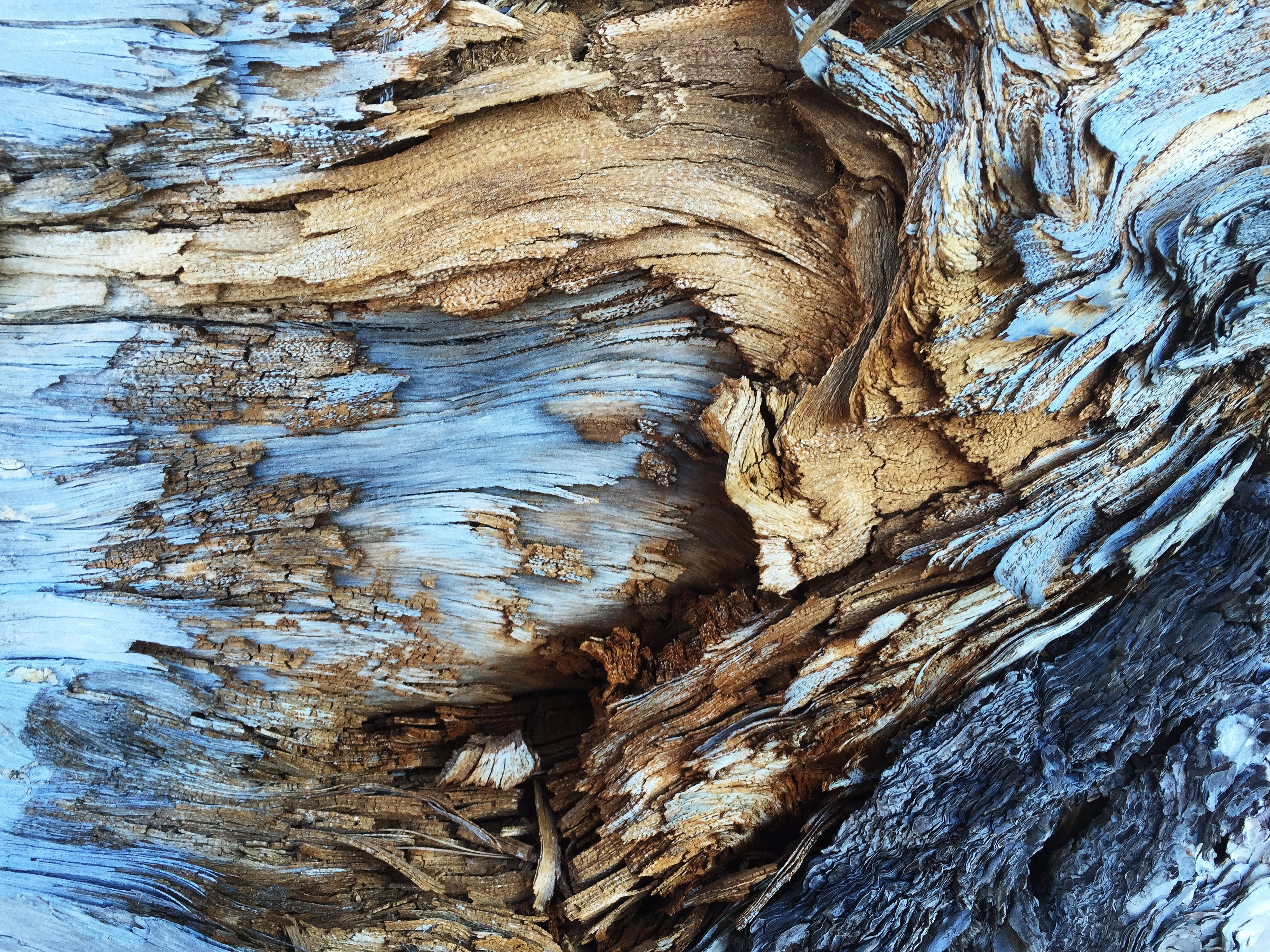 pattern, tree, abstract, hd, 4k, HD Wallpaper