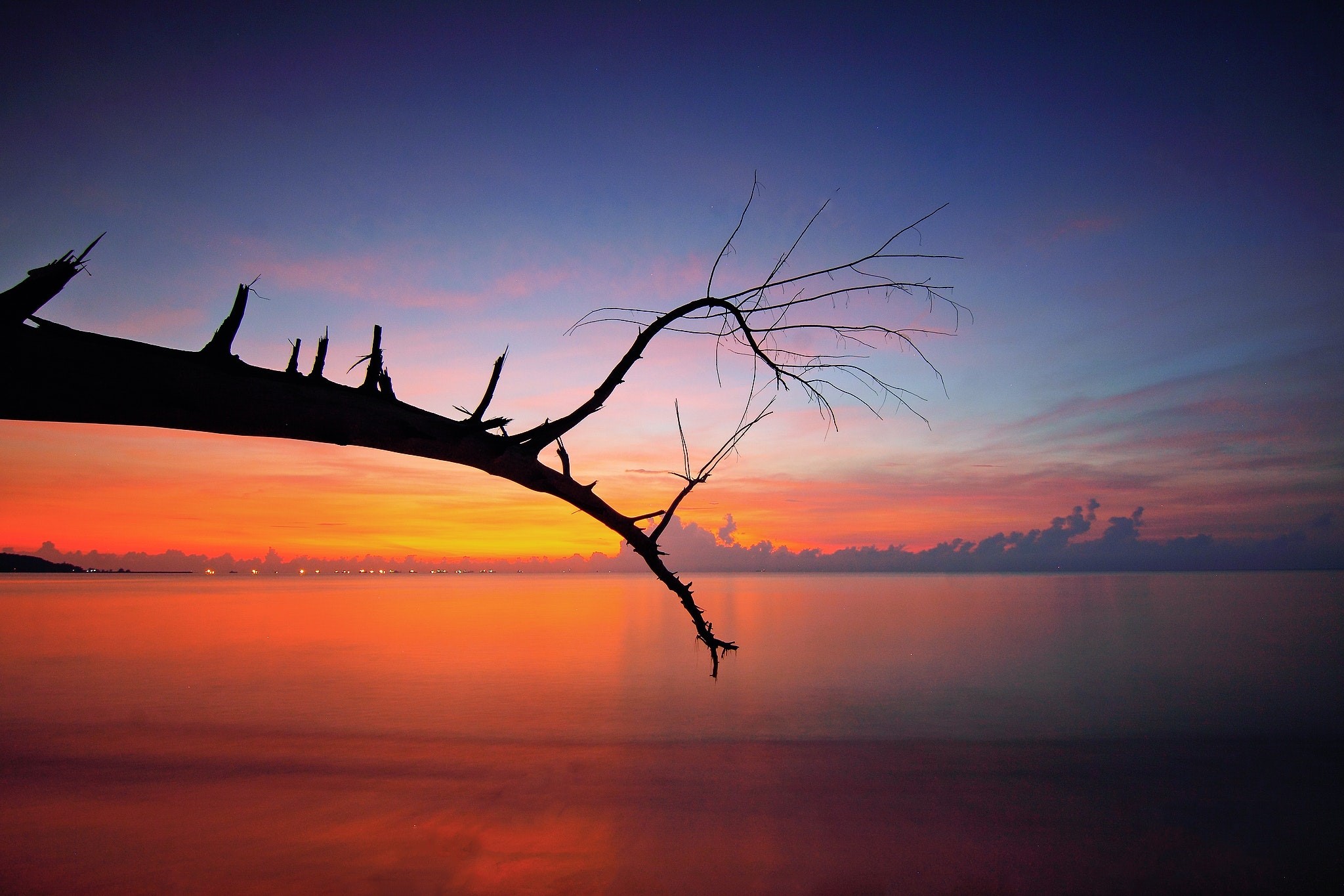 branch, tree, sunset, nature, hd, sea, HD Wallpaper
