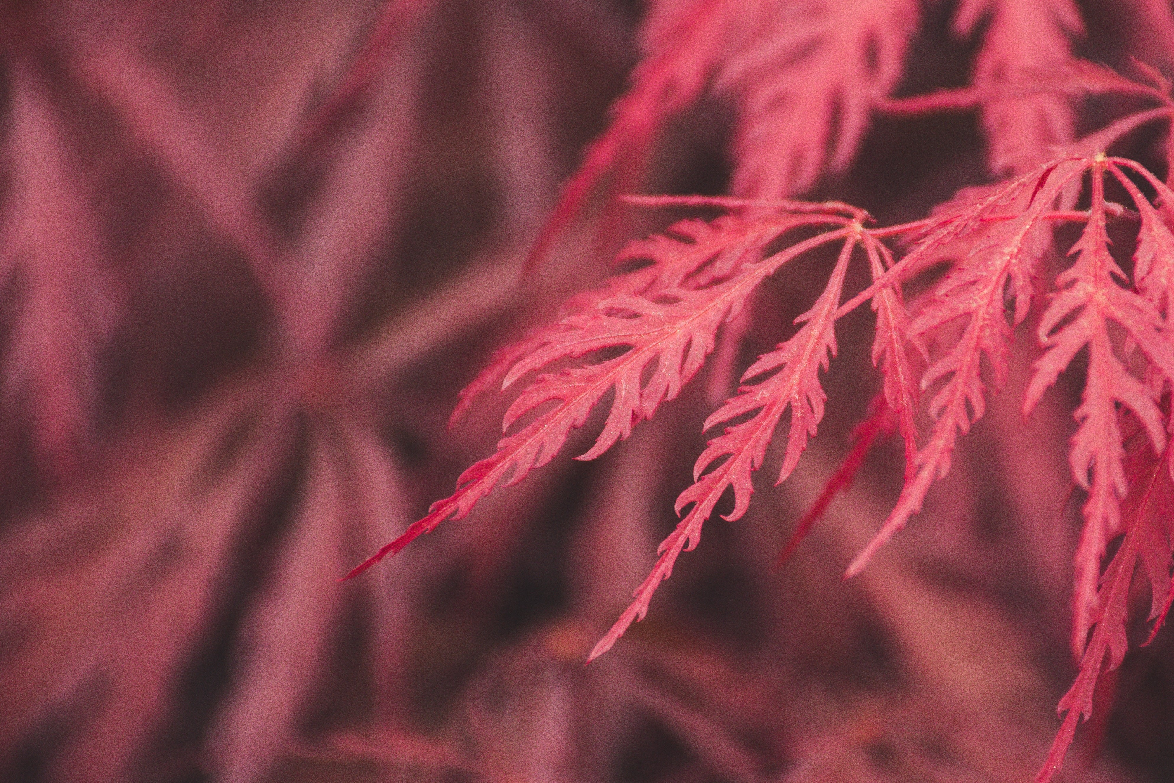 leaf, red, macro, photography, hd, nature, 4k, HD Wallpaper