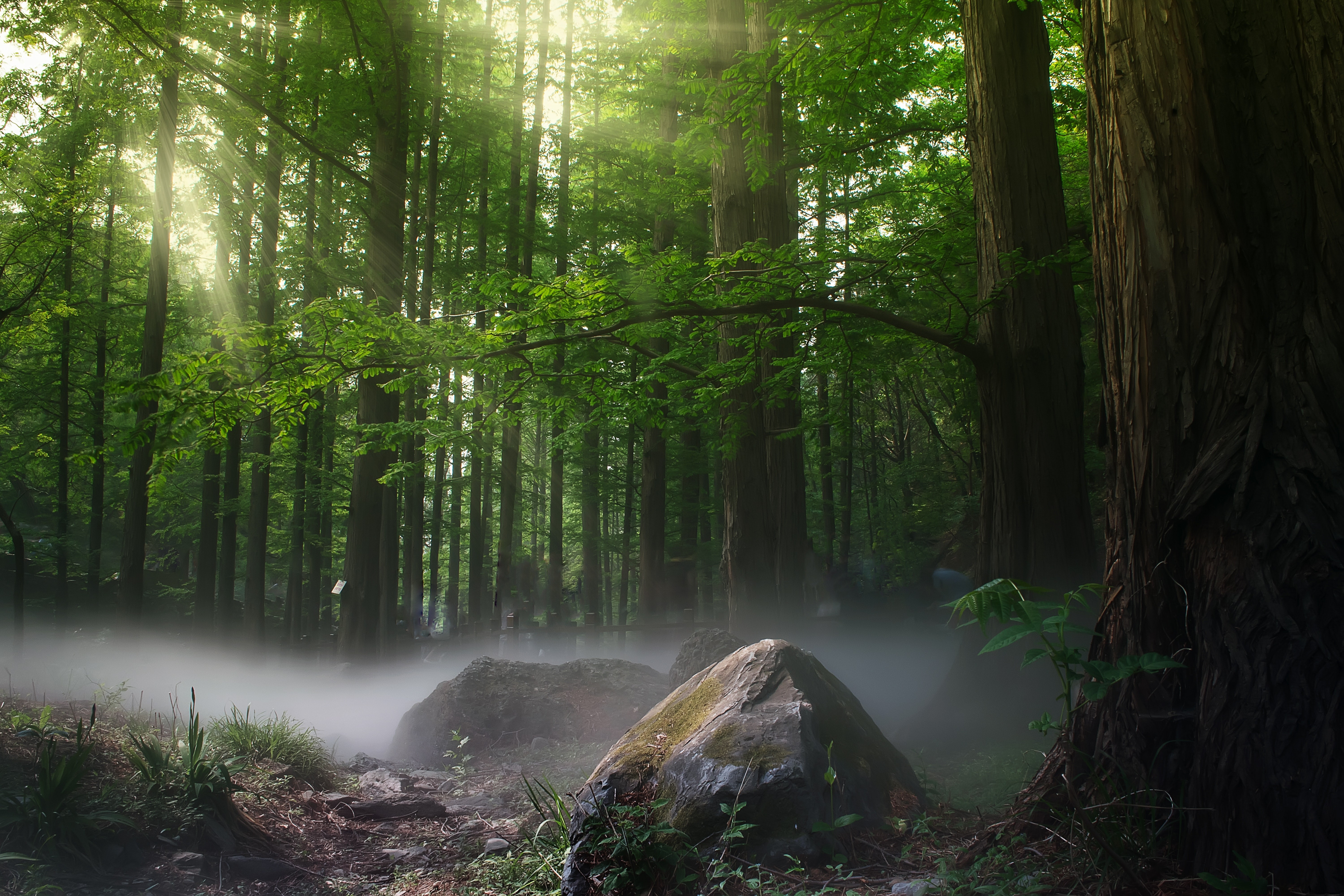 forest, sunbeam, nature, trees, hd, nature, 4k, 5k, HD Wallpaper
