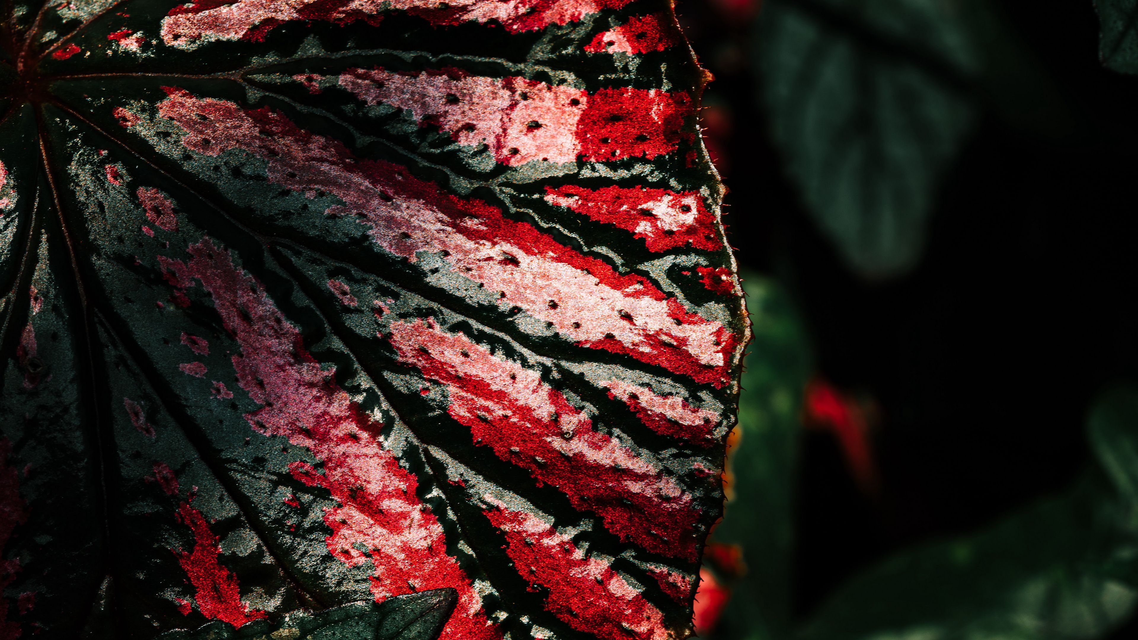 leaf, wet, surface, macro, dark, 4k, HD Wallpaper