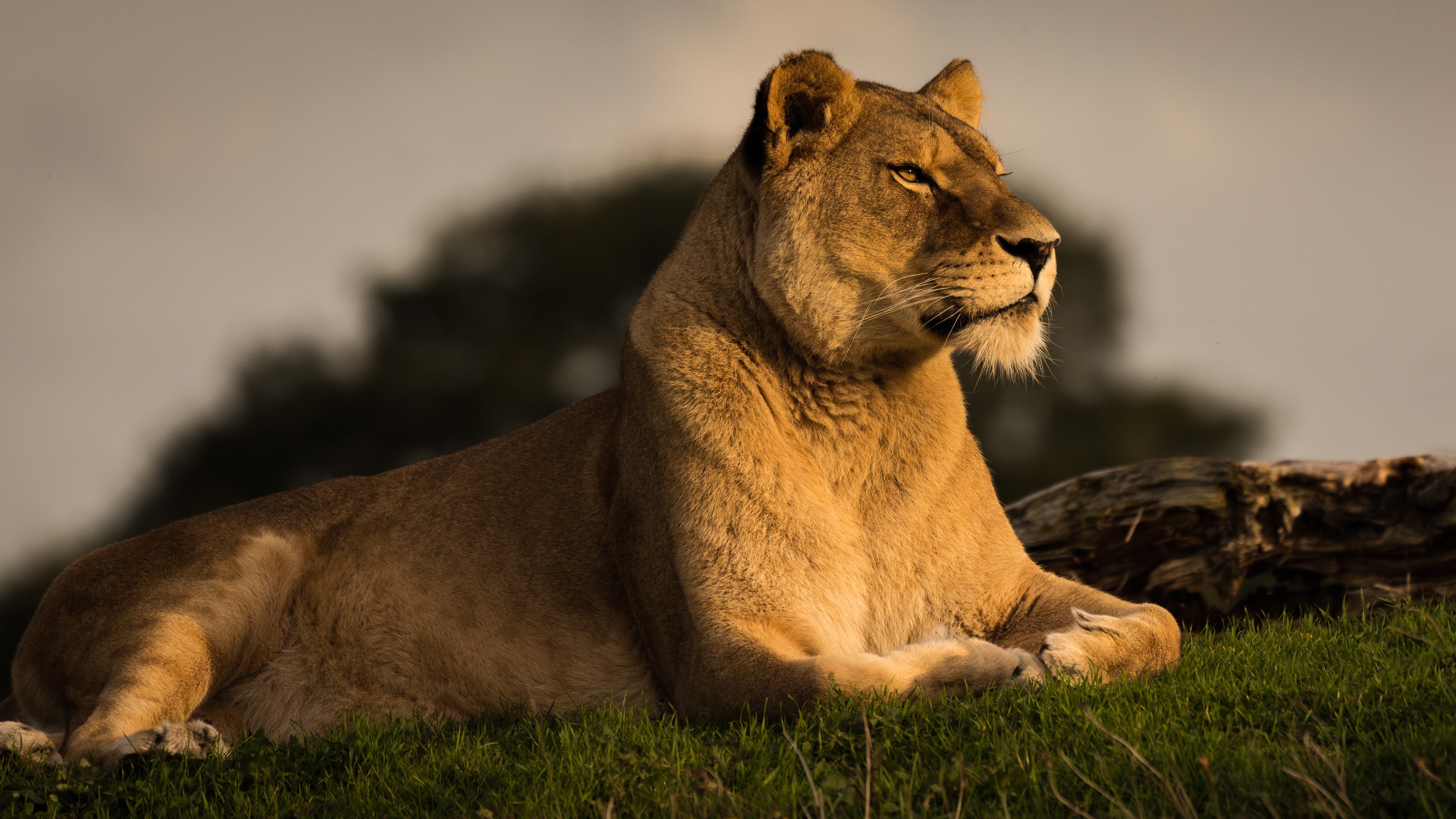 lion, animals, hd, 4k, HD Wallpaper