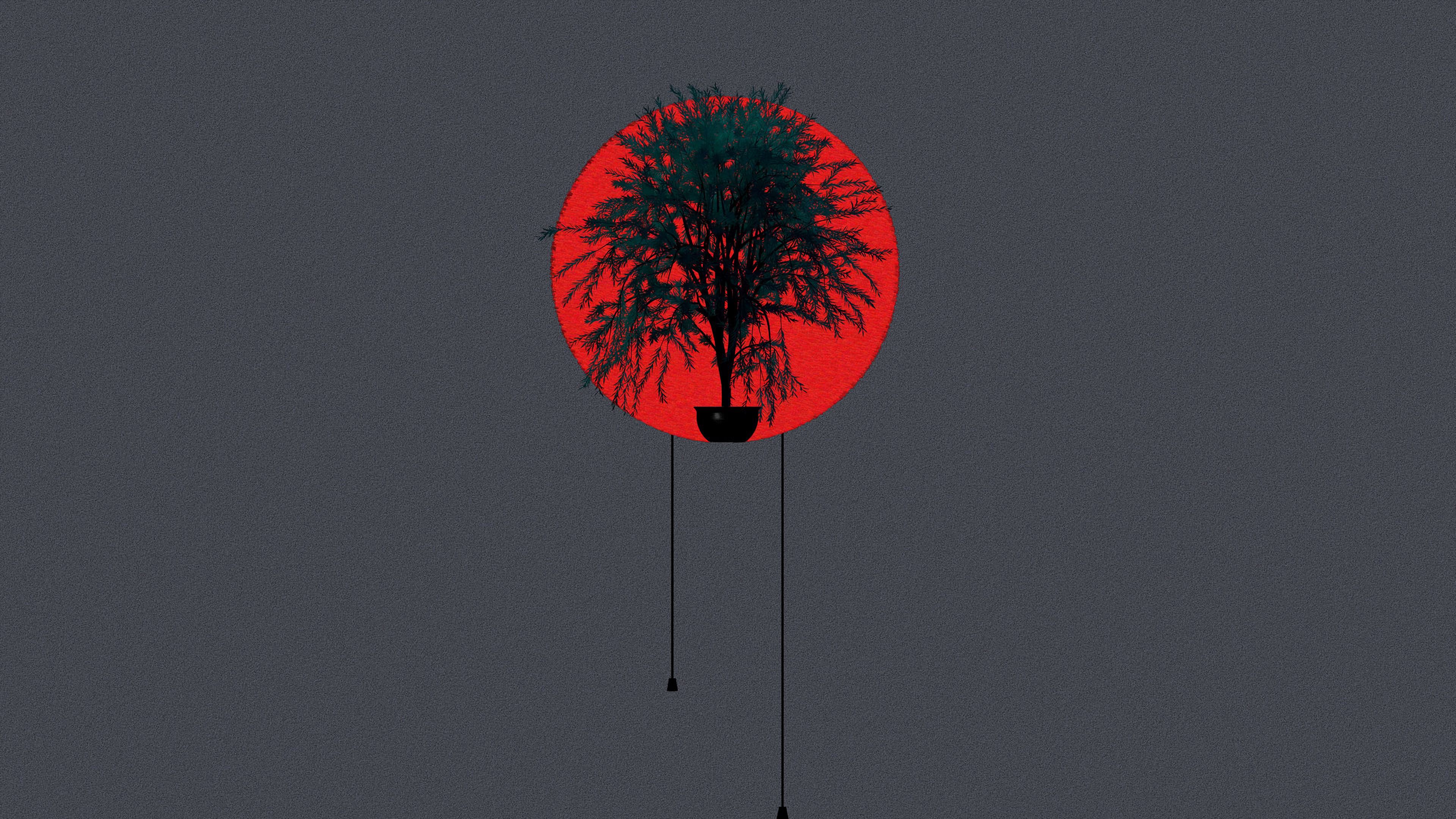 tree, pot, plant, circle, art, 4k, HD Wallpaper
