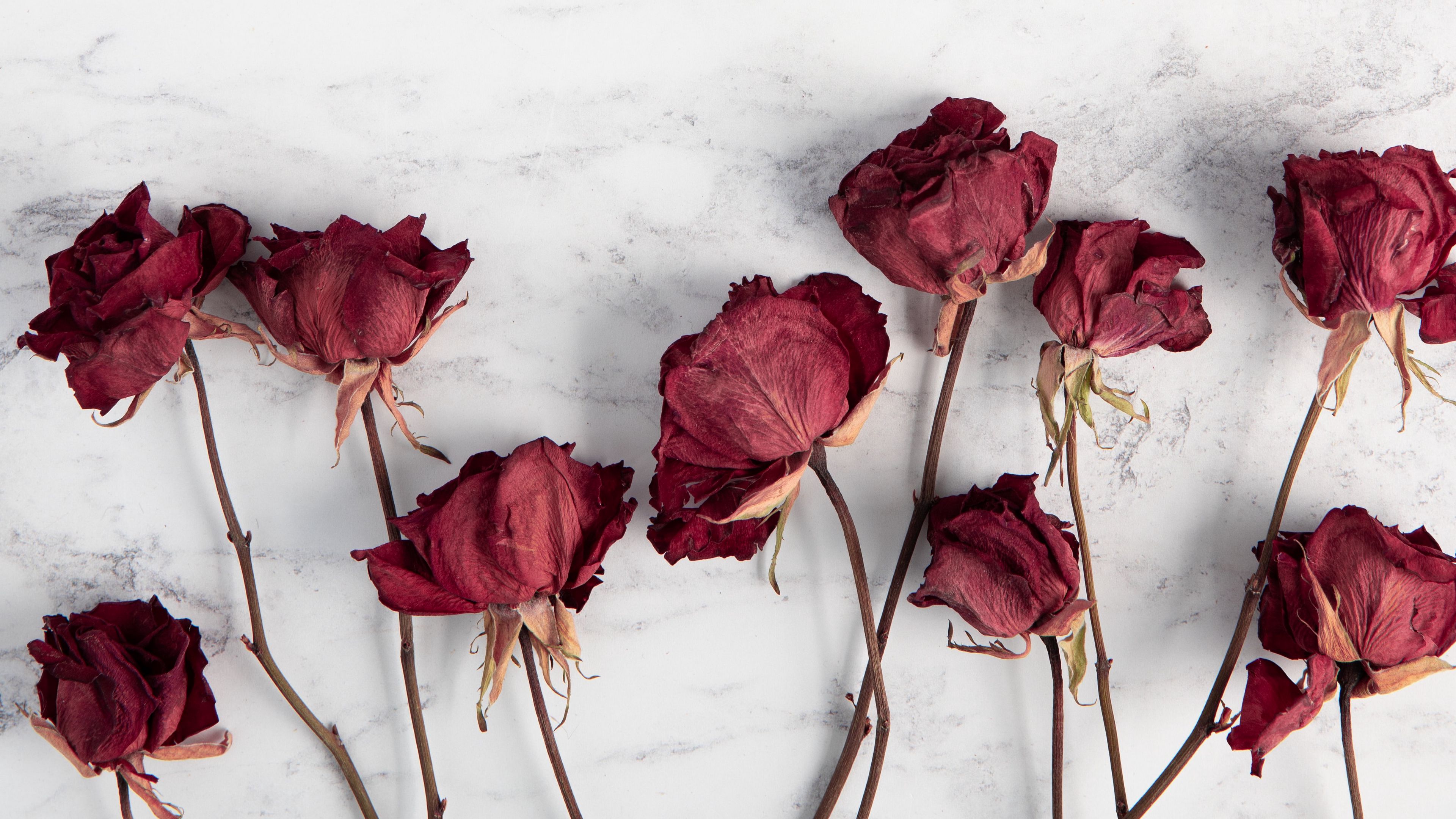 roses, flowers, red, dry, 4k, HD Wallpaper