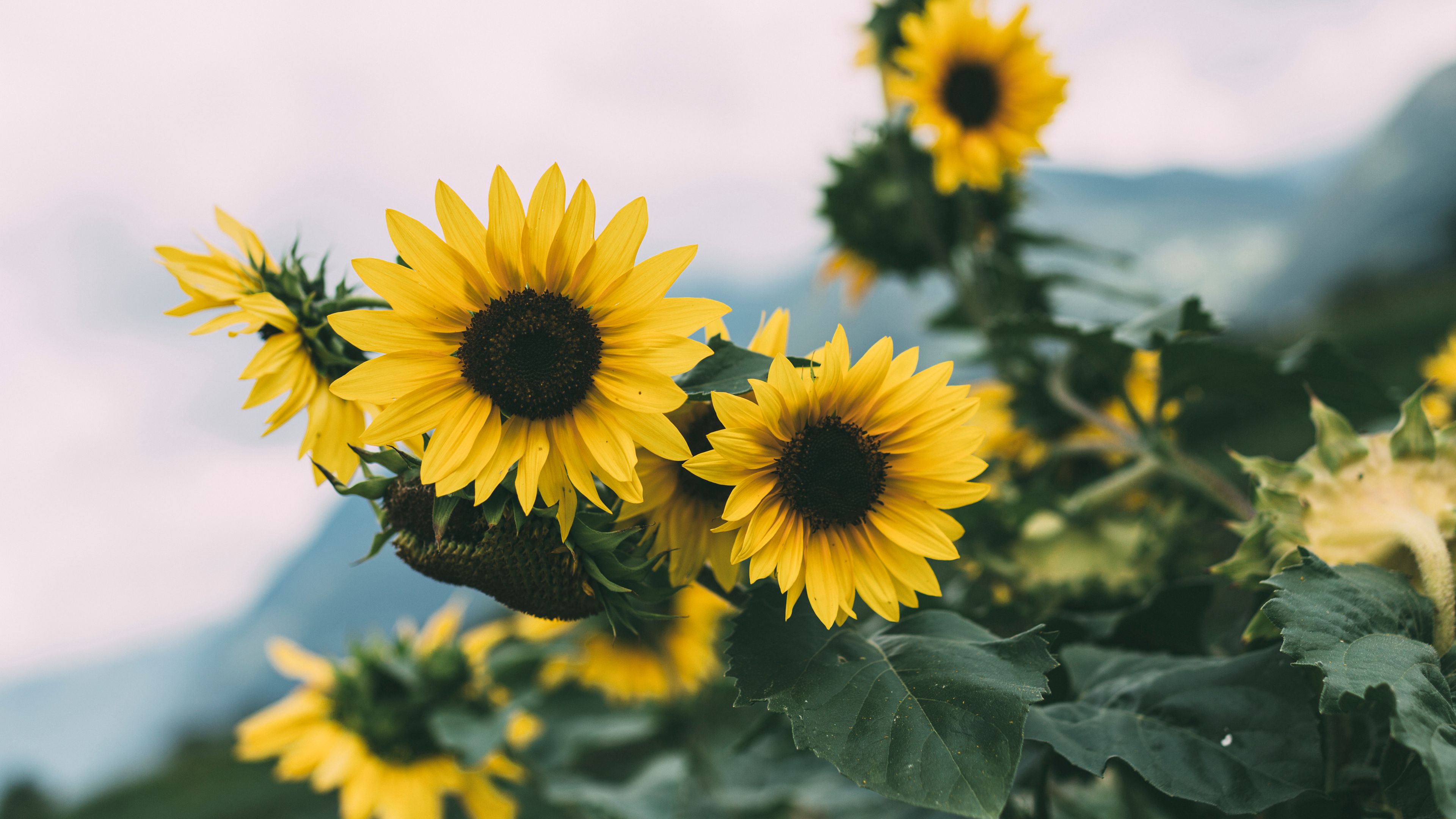 sunflower, flowers, yellow, bloom, plant, 4k, HD Wallpaper