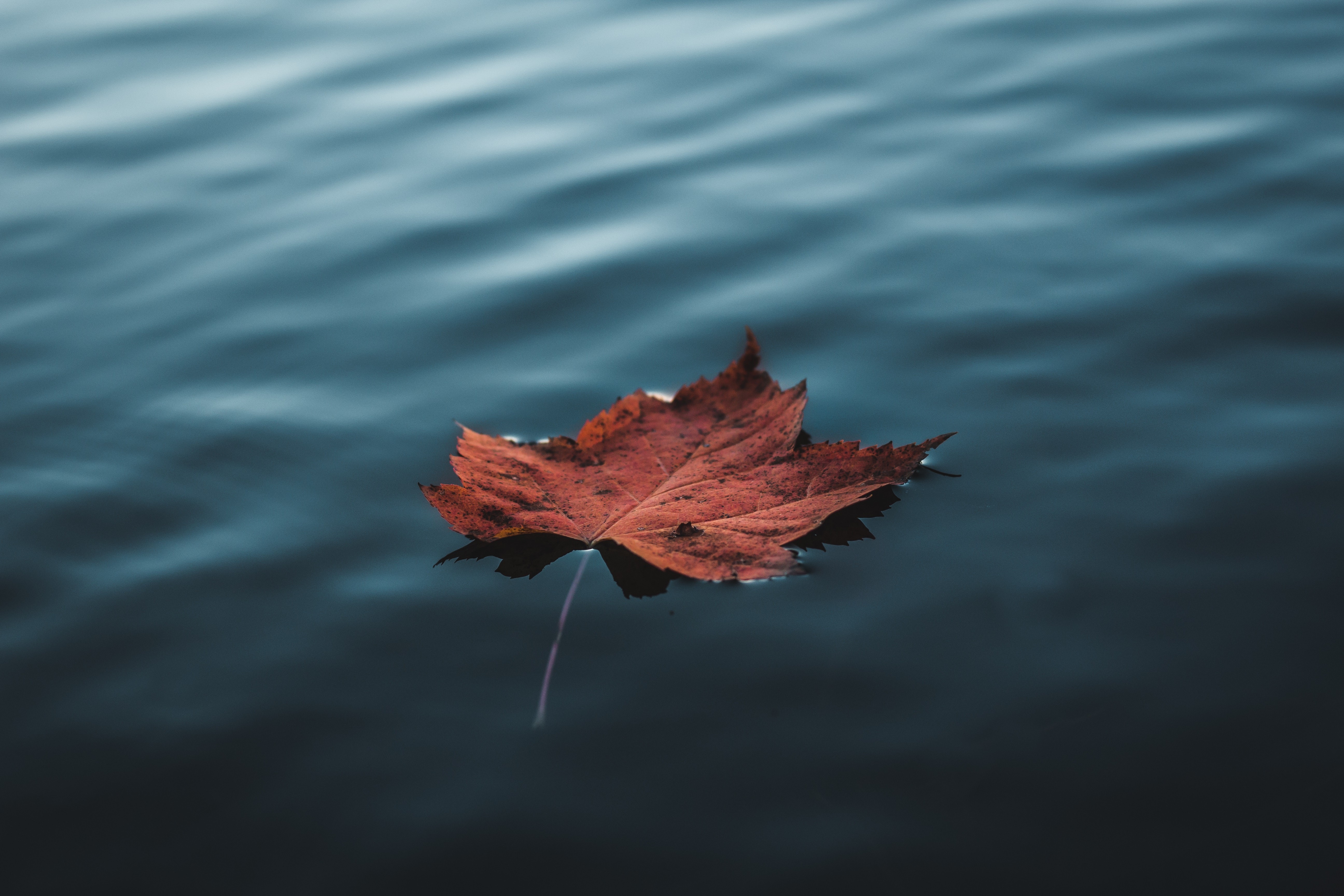 leaf, water, nature, autumn, hd, photography, 4k, 5k, HD Wallpaper