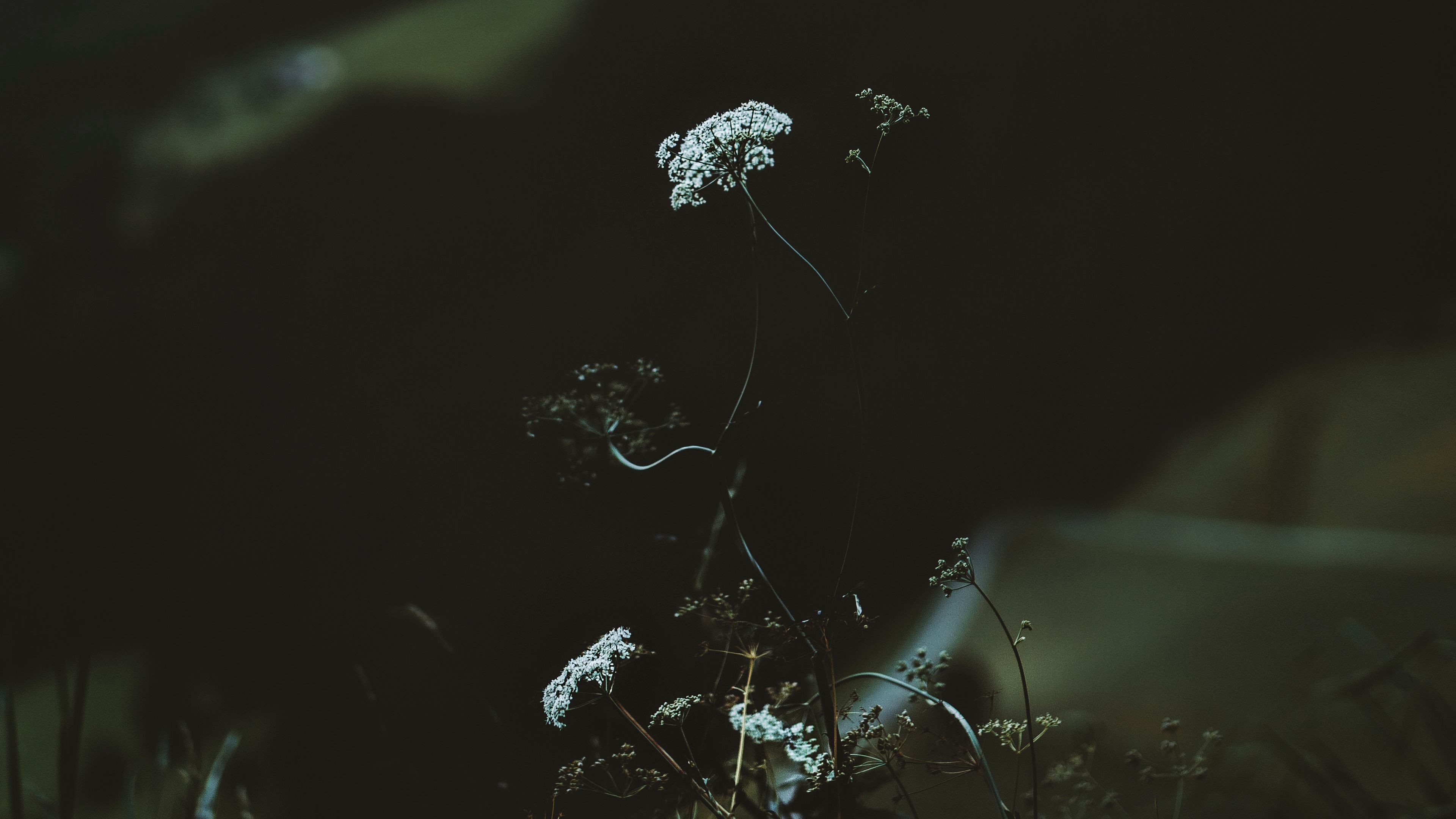 flower, plant, mountains, nature, wildlife, 4k, HD Wallpaper