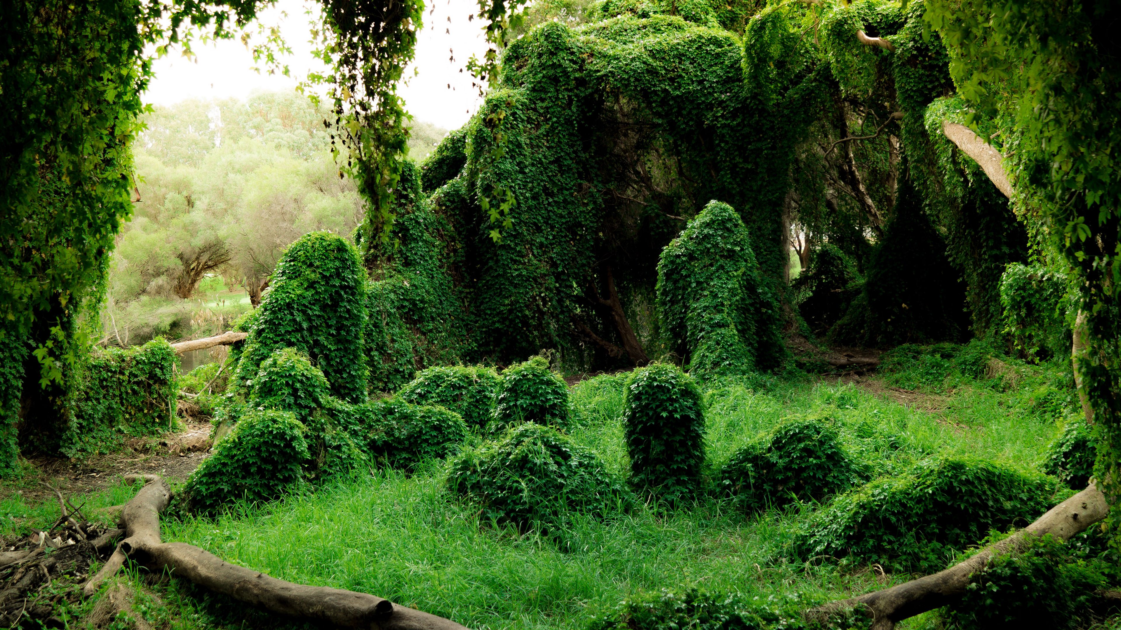 ivy, trees, bushes, grass, greenery, 4k, HD Wallpaper