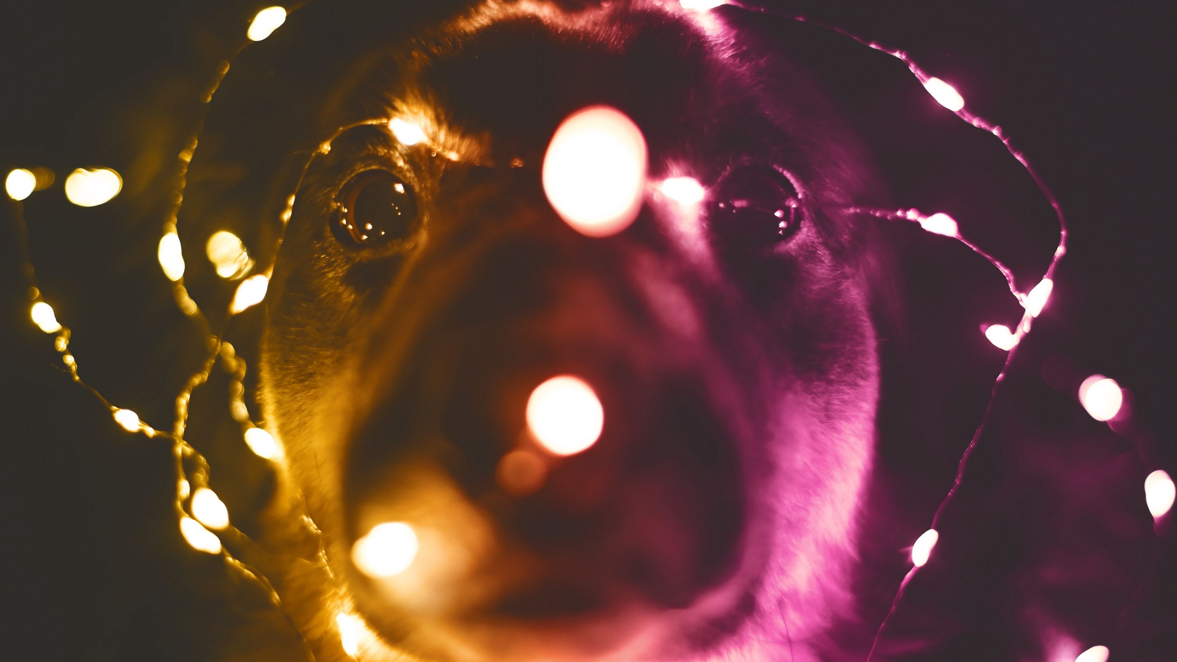 dog, garland, funny, light bulbs, light, 4k, HD Wallpaper