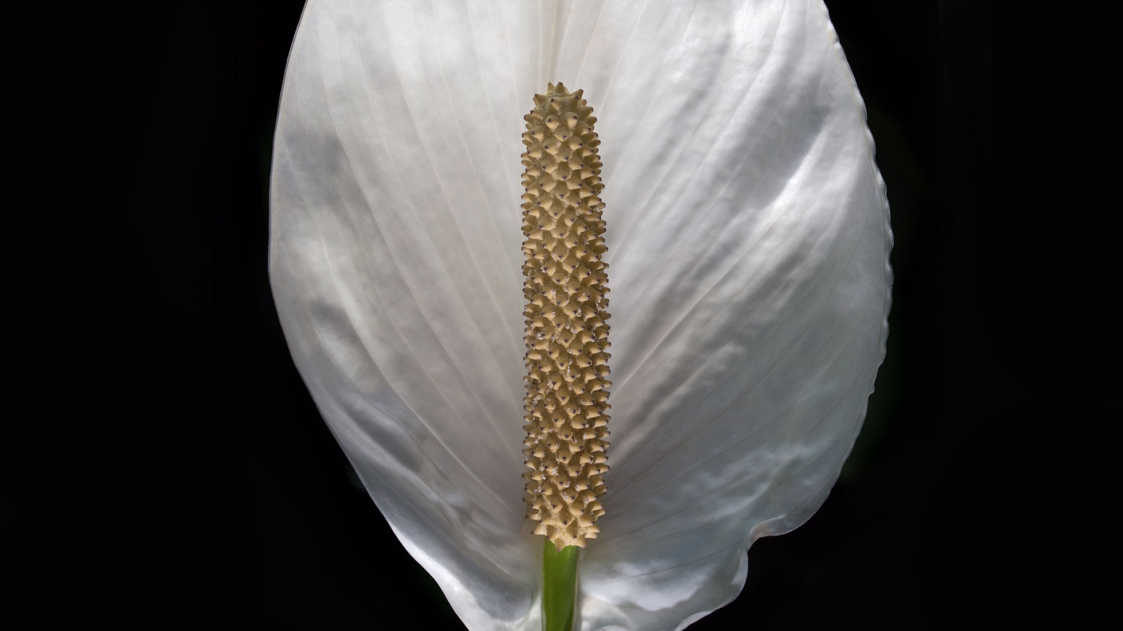 lily, flower, white, minimalism, 4k, HD Wallpaper