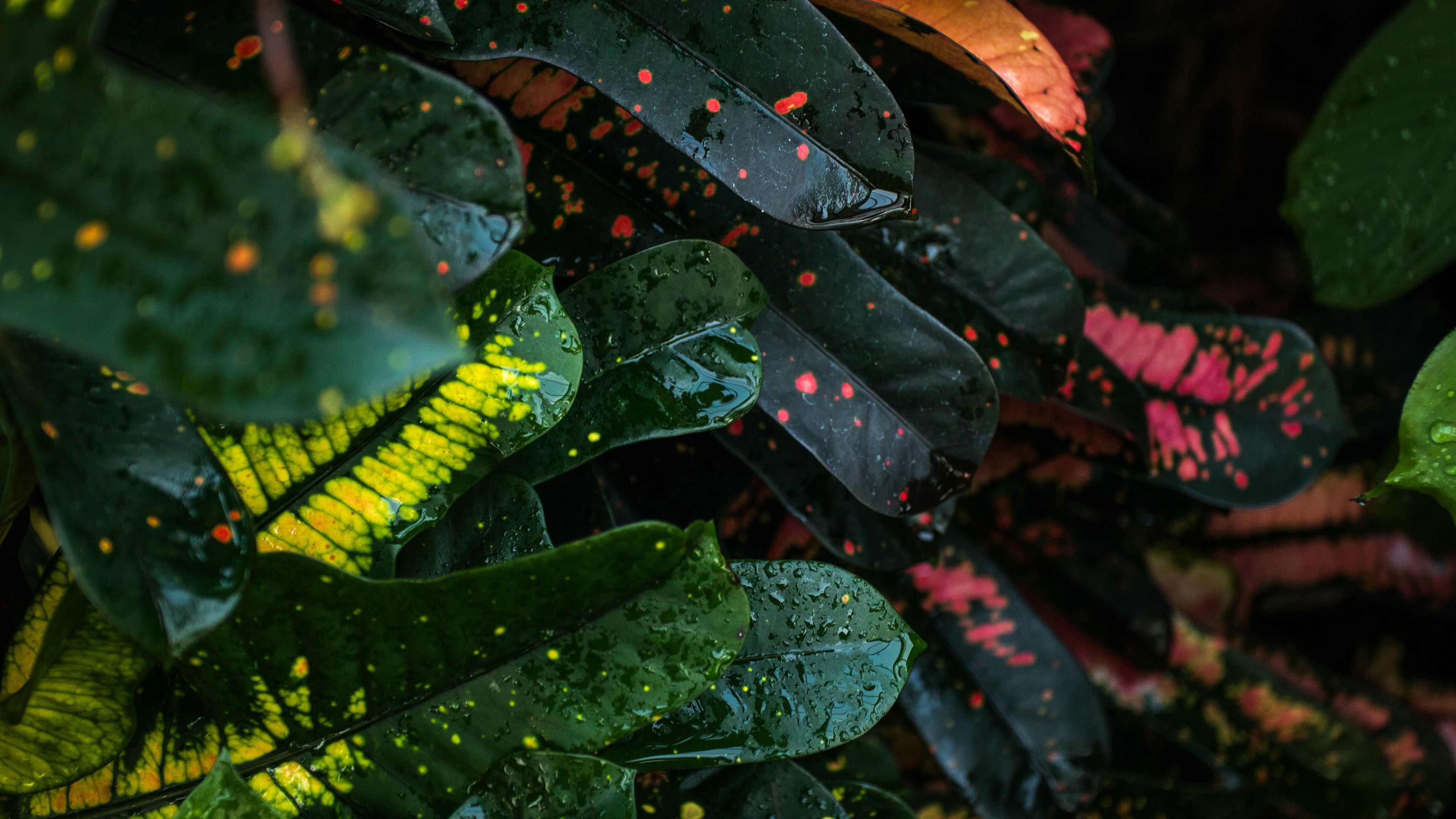 leaves, spots, colorful, wet, drops, 4k, HD Wallpaper