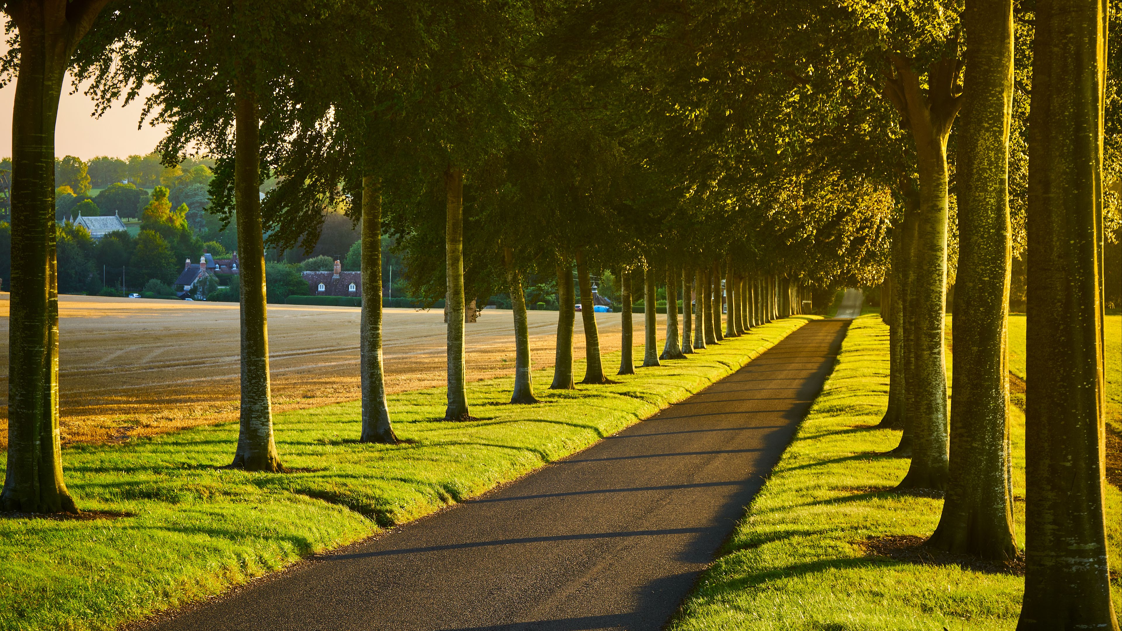 alley, path, trees, lawn, 4k, HD Wallpaper
