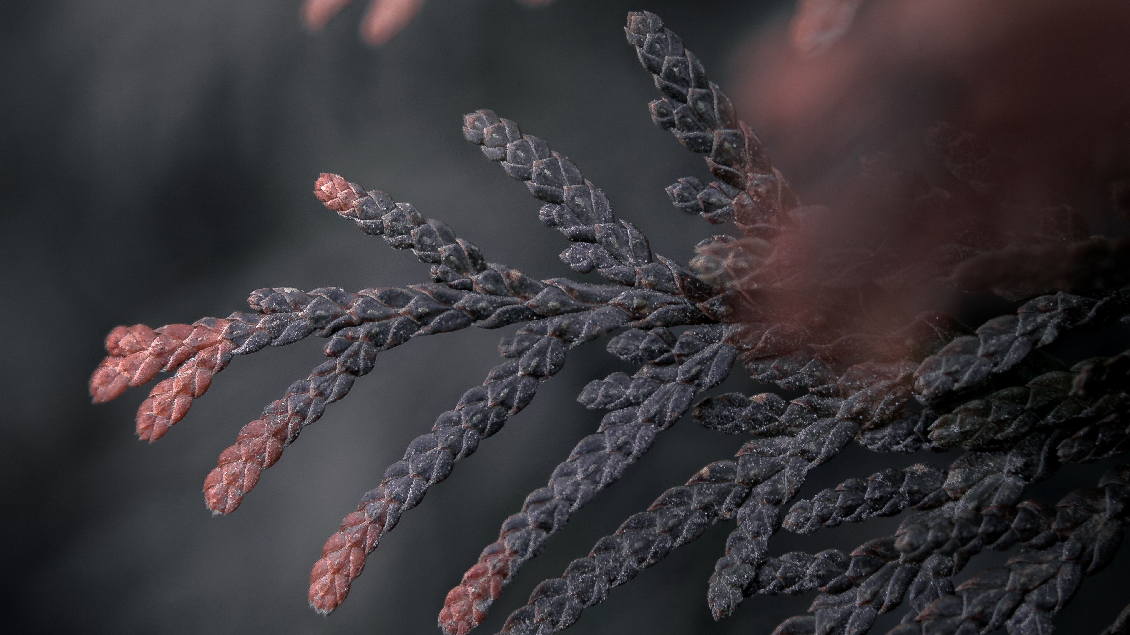 branch, thuja, conifer, plant, macro, 4k, HD Wallpaper